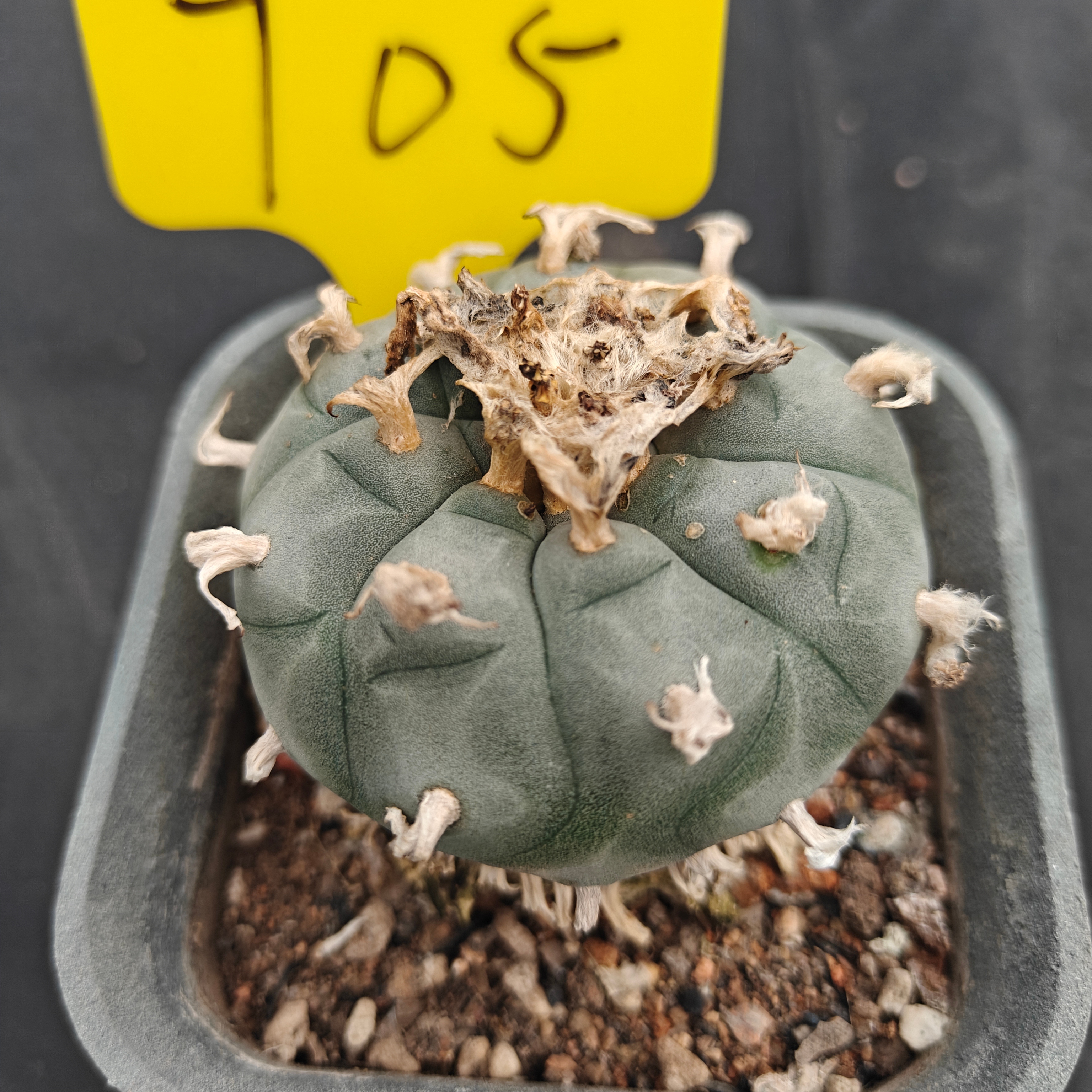 7cm（WYSIWYG）Lophophora w 705