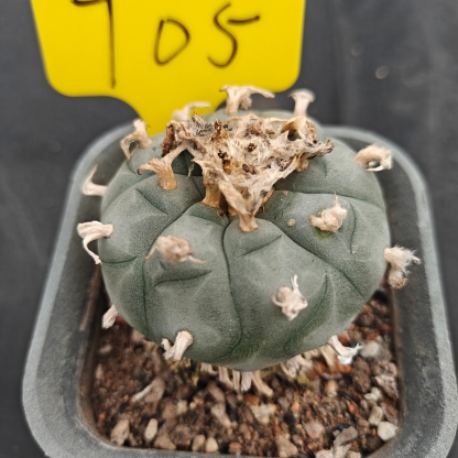 7cm（WYSIWYG）Lophophora w 705