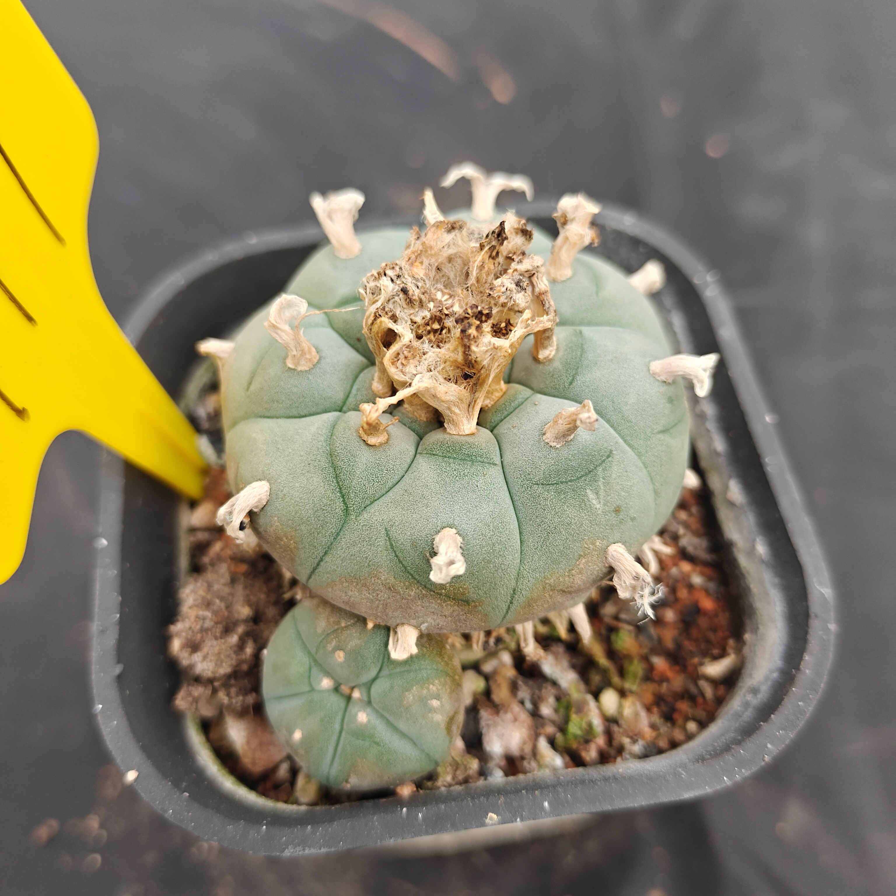 7cm（WYSIWYG）Lophophora w 711