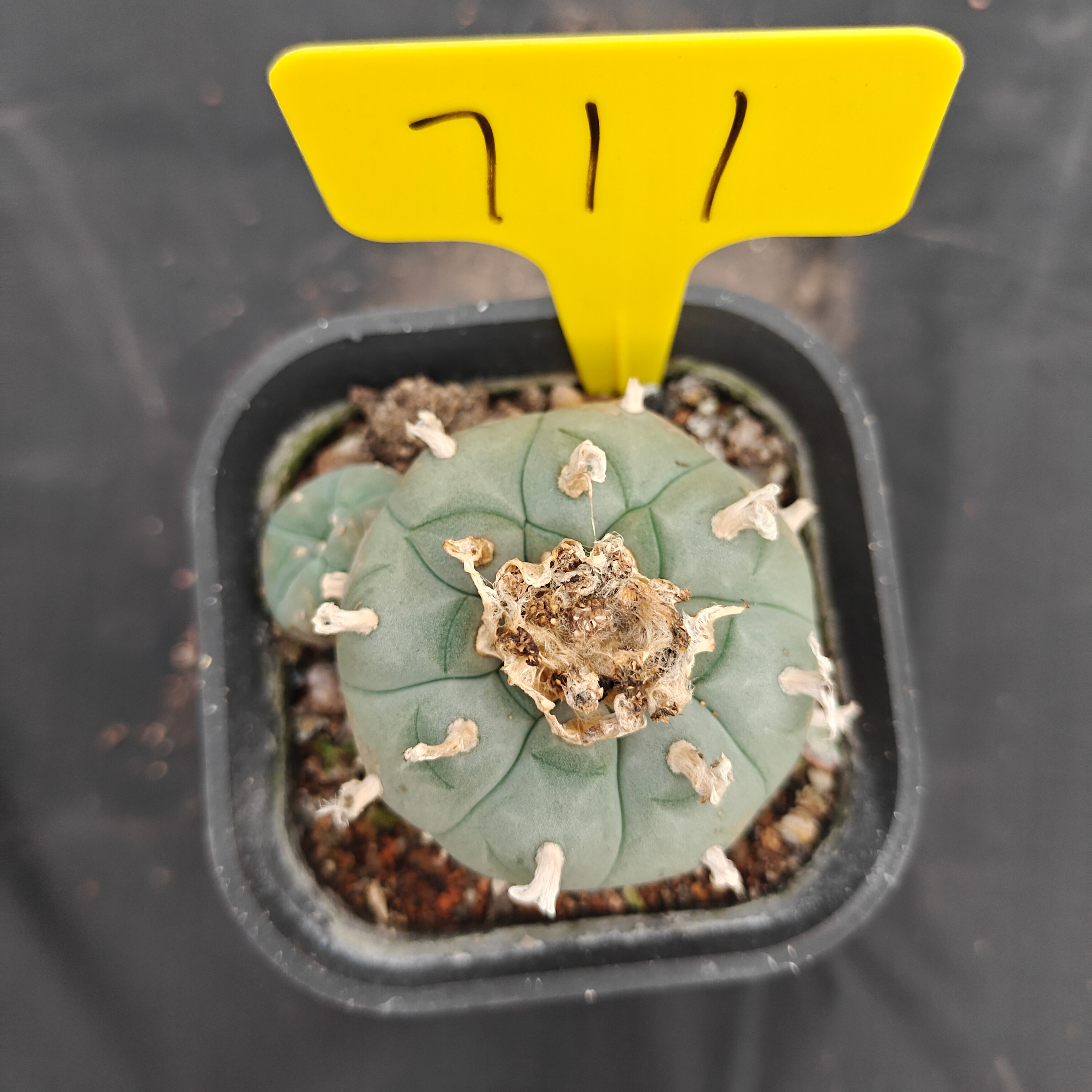7cm（WYSIWYG）Lophophora w 711