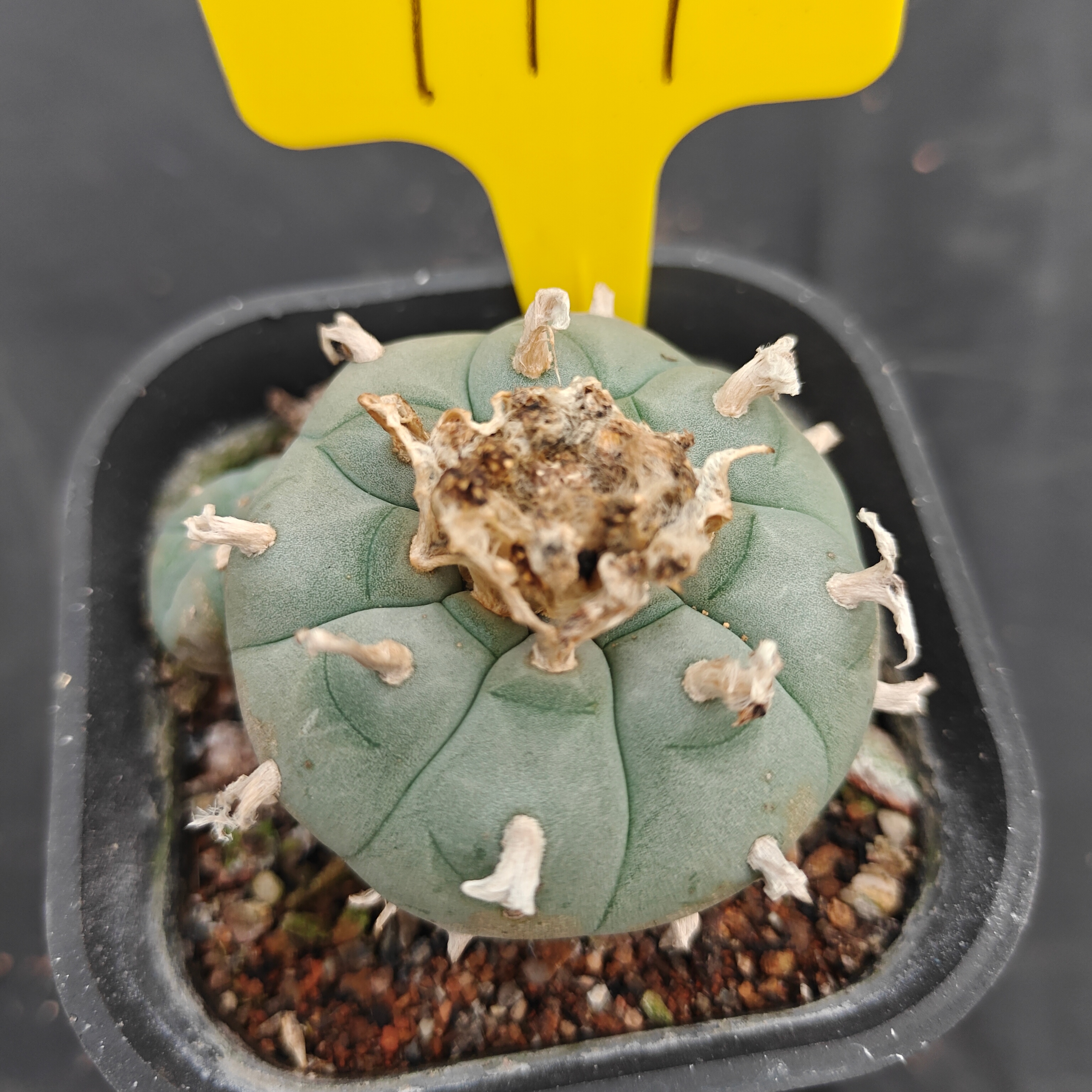 7cm（WYSIWYG）Lophophora w 711
