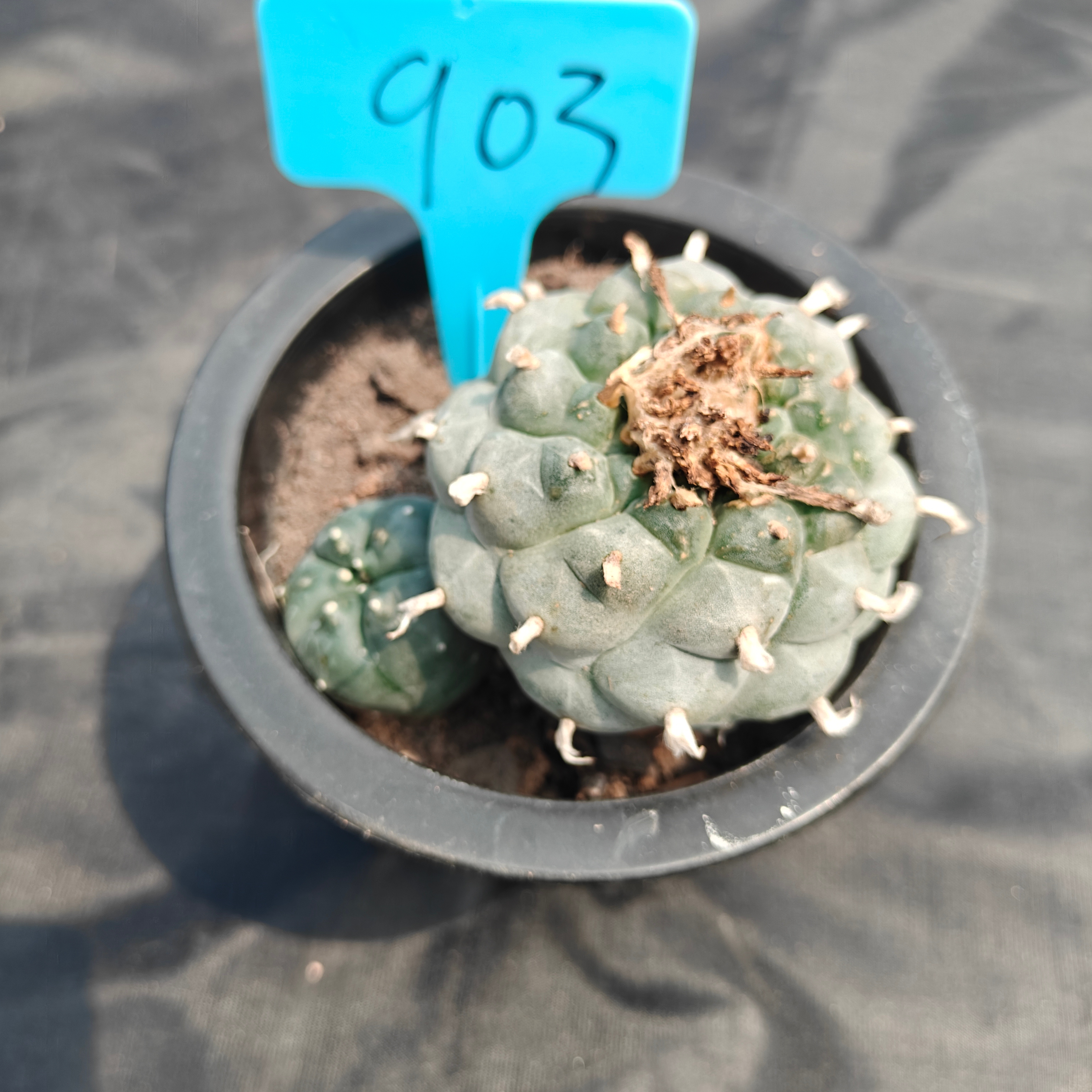7cm（WYSIWYG）Lophophora williamsii （Japanese white）6-8 years old Number 903