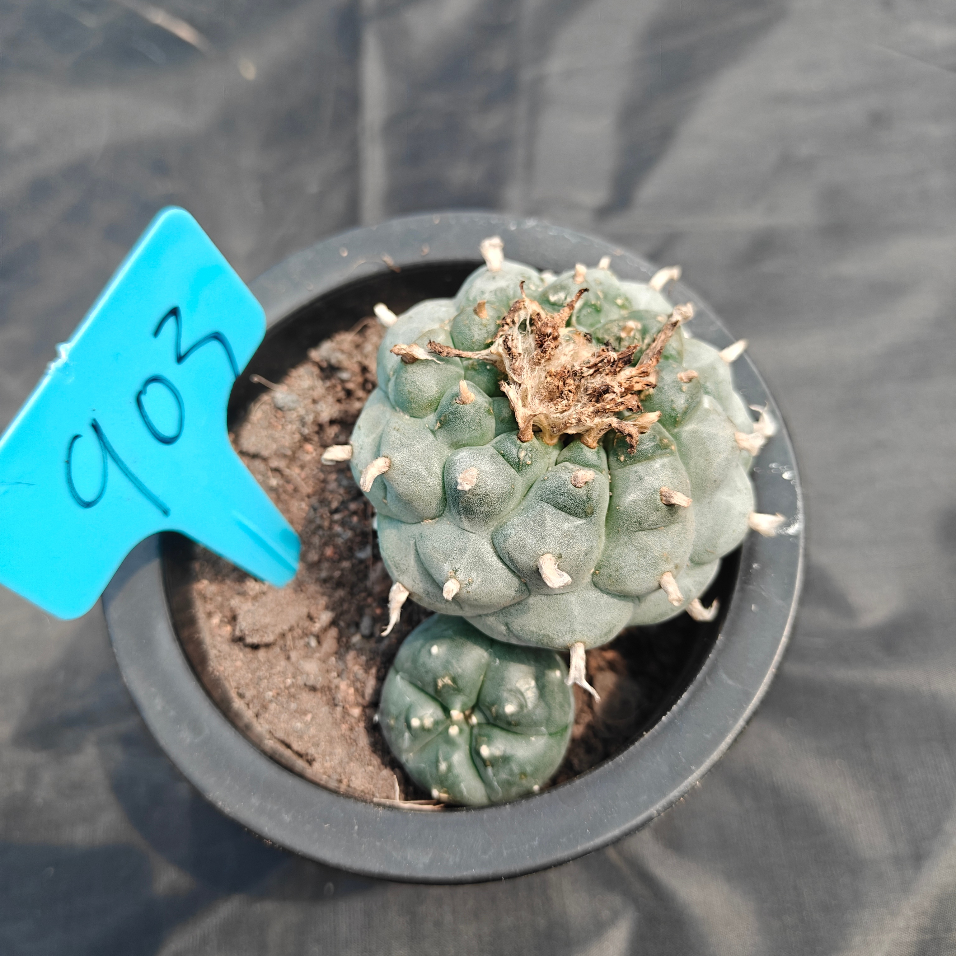 7cm（WYSIWYG）Lophophora williamsii （Japanese white）6-8 years old Number 903