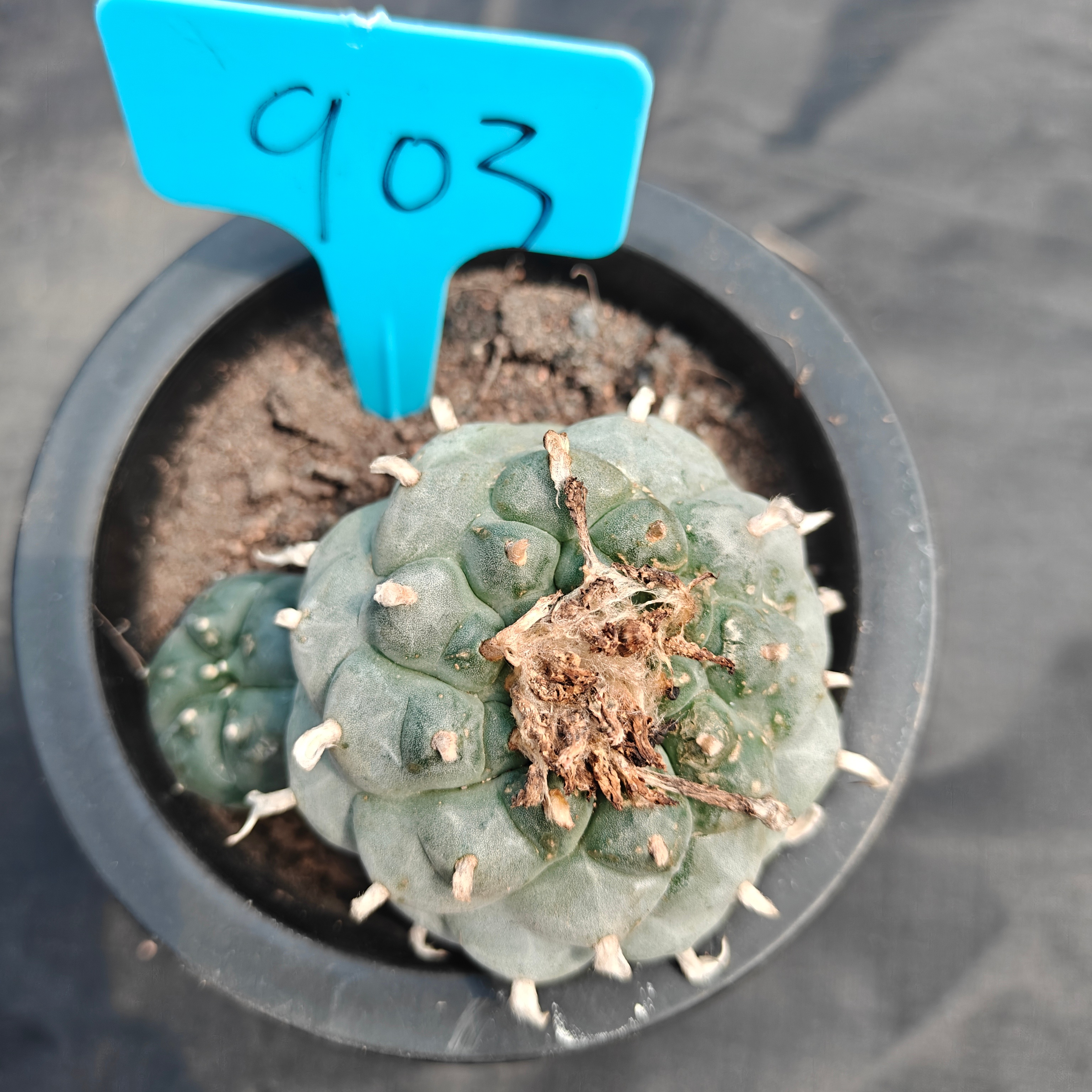 7cm（WYSIWYG）Lophophora williamsii （Japanese white）6-8 years old Number 903
