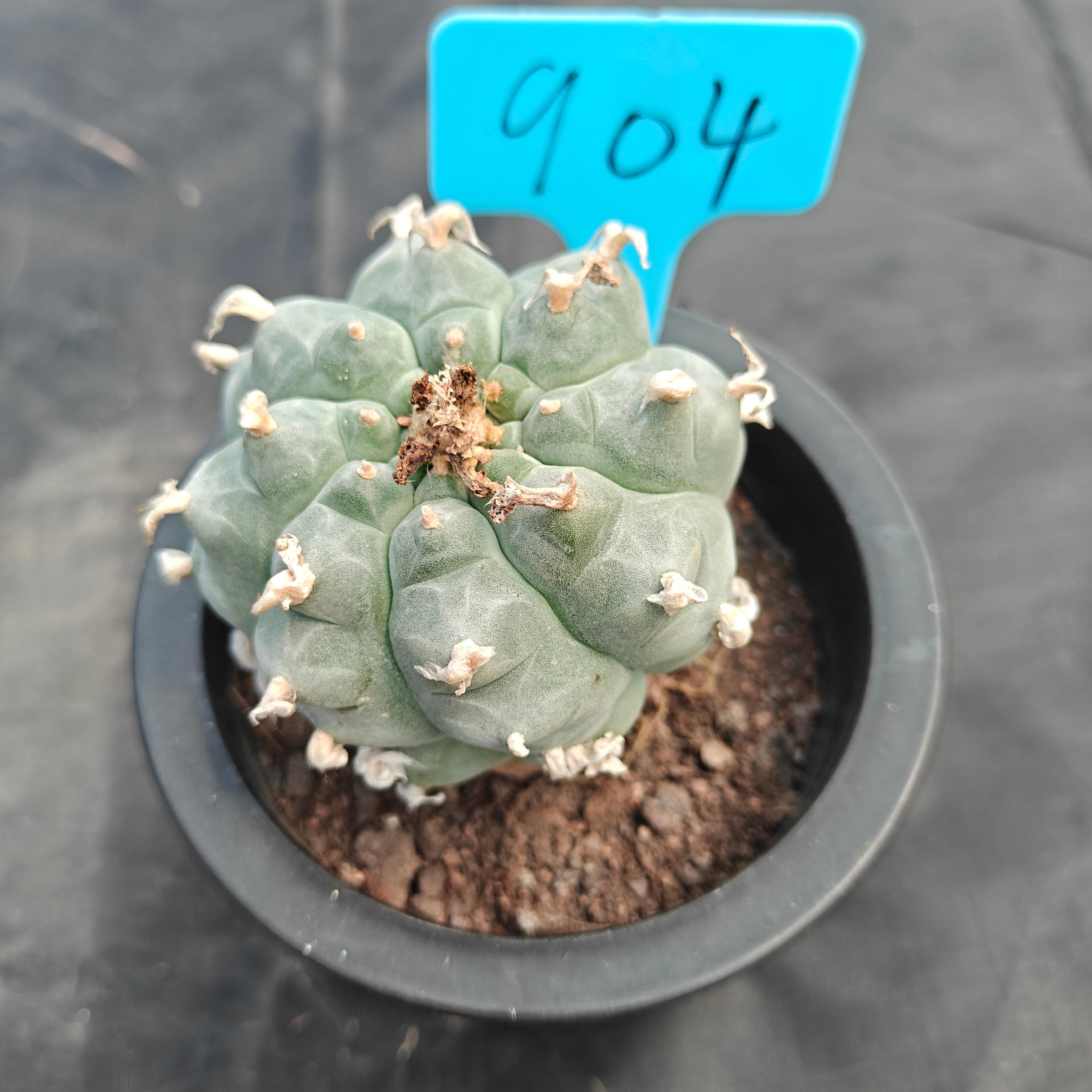 7cm（WYSIWYG）Lophophora williamsii  spirochete（Japanese white）6-8 years old Number 904