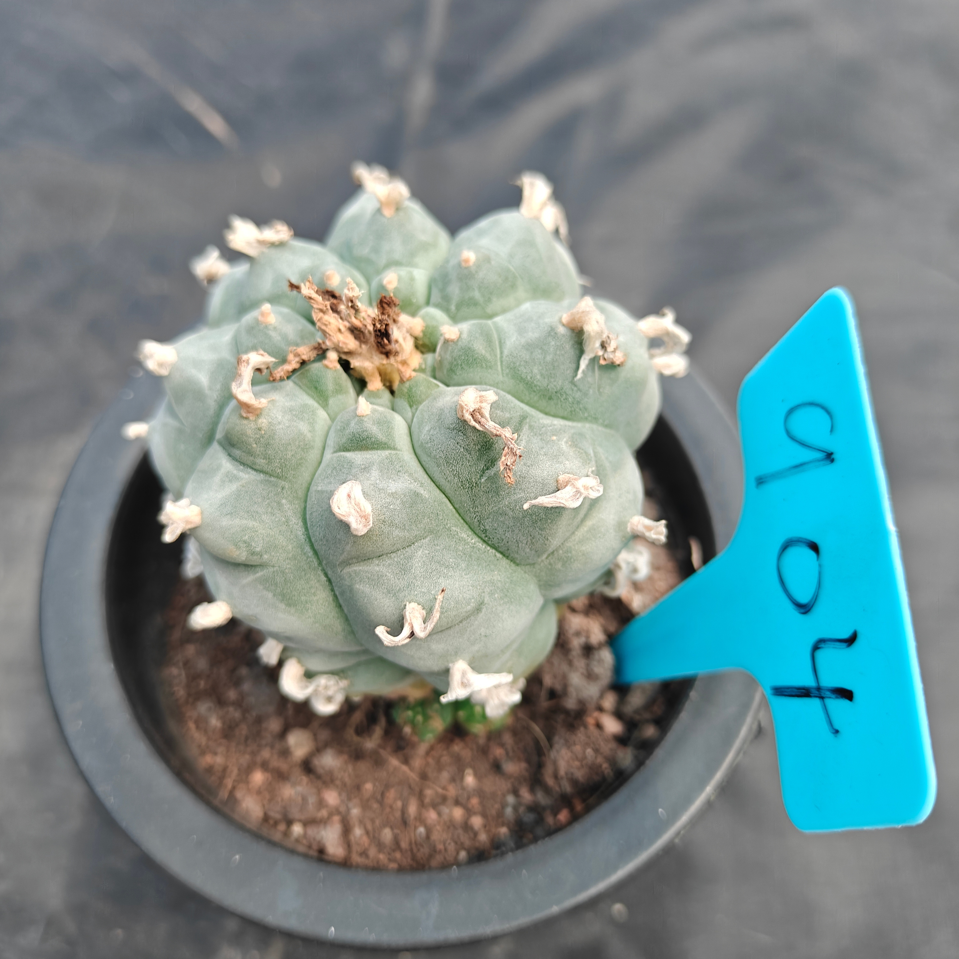 7cm（WYSIWYG）Lophophora williamsii  spirochete（Japanese white）6-8 years old Number 904