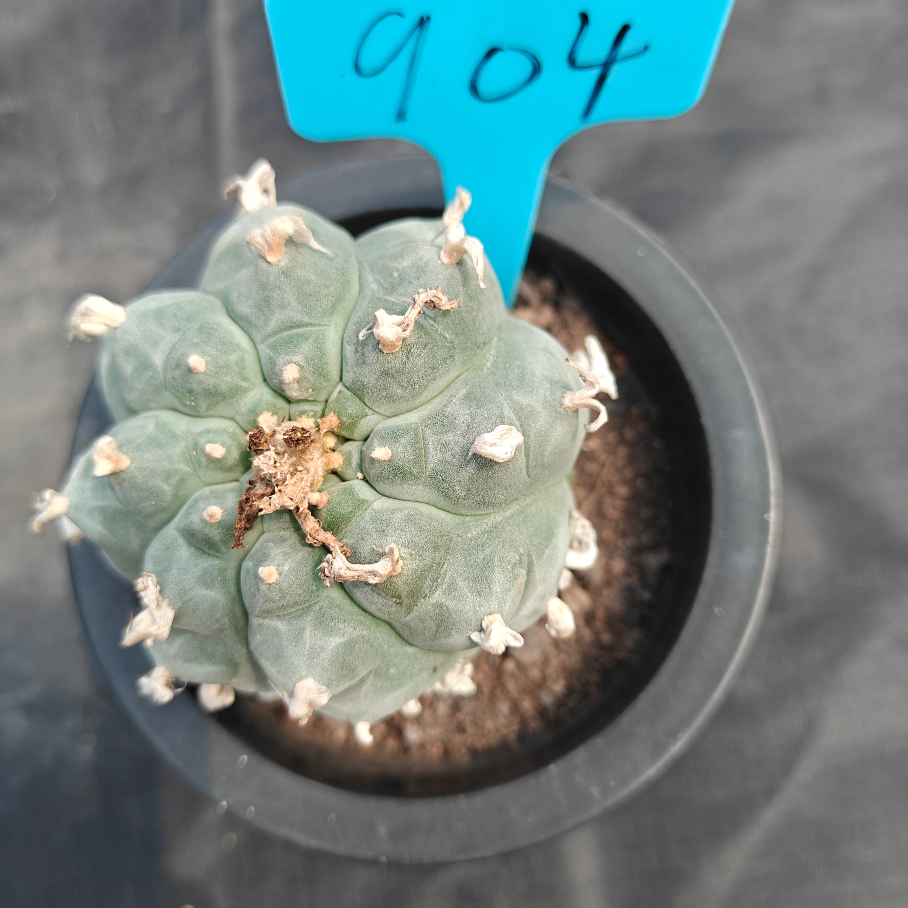 7cm（WYSIWYG）Lophophora williamsii  spirochete（Japanese white）6-8 years old Number 904