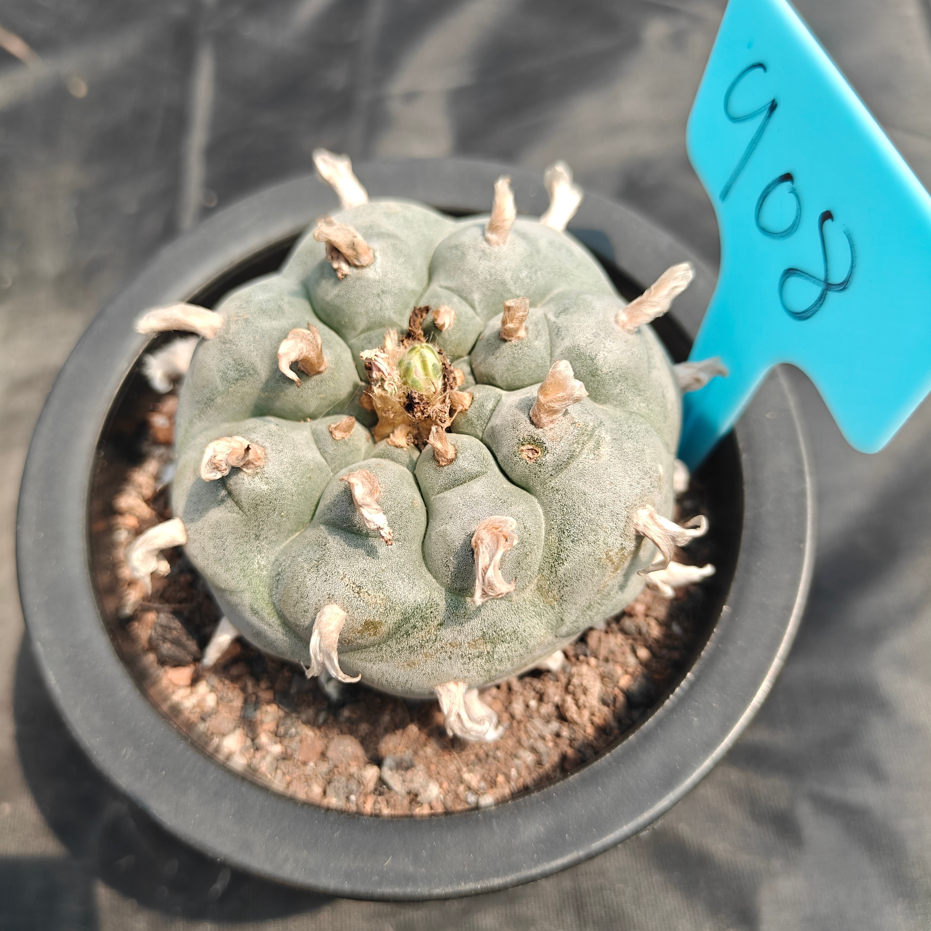 8cm（WYSIWYG）Lophophora williamsii spirochete（Japanese white）6-8 years old Number 908