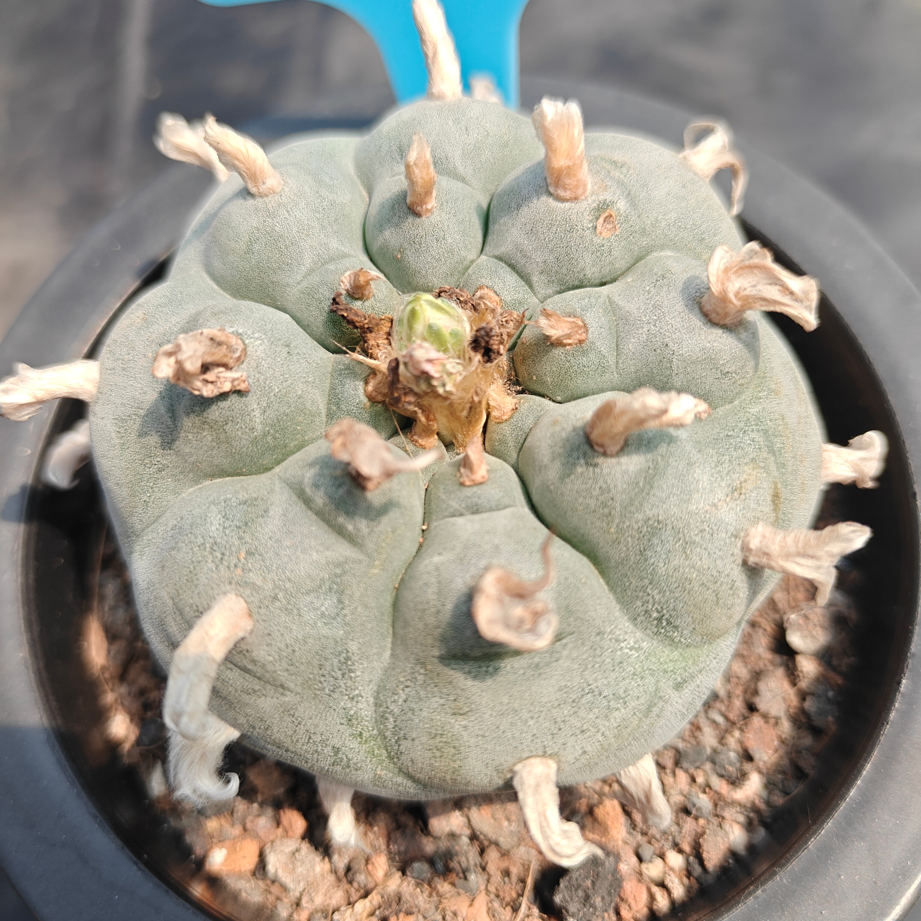 8cm（WYSIWYG）Lophophora williamsii spirochete（Japanese white）6-8 years old Number 908