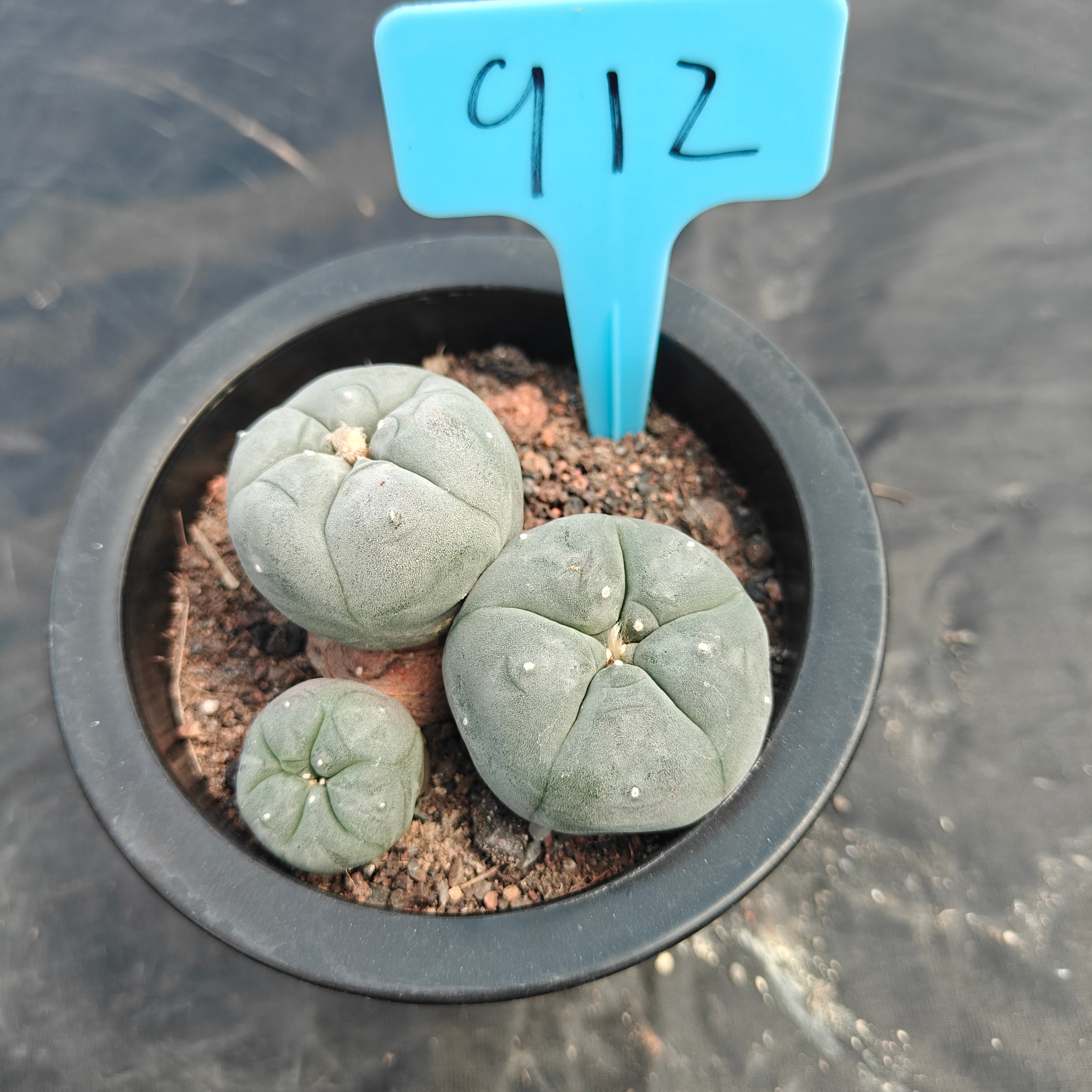 6cm（WYSIWYG）Lophophora williamsii （Japanese white）6-8 years old Number 912