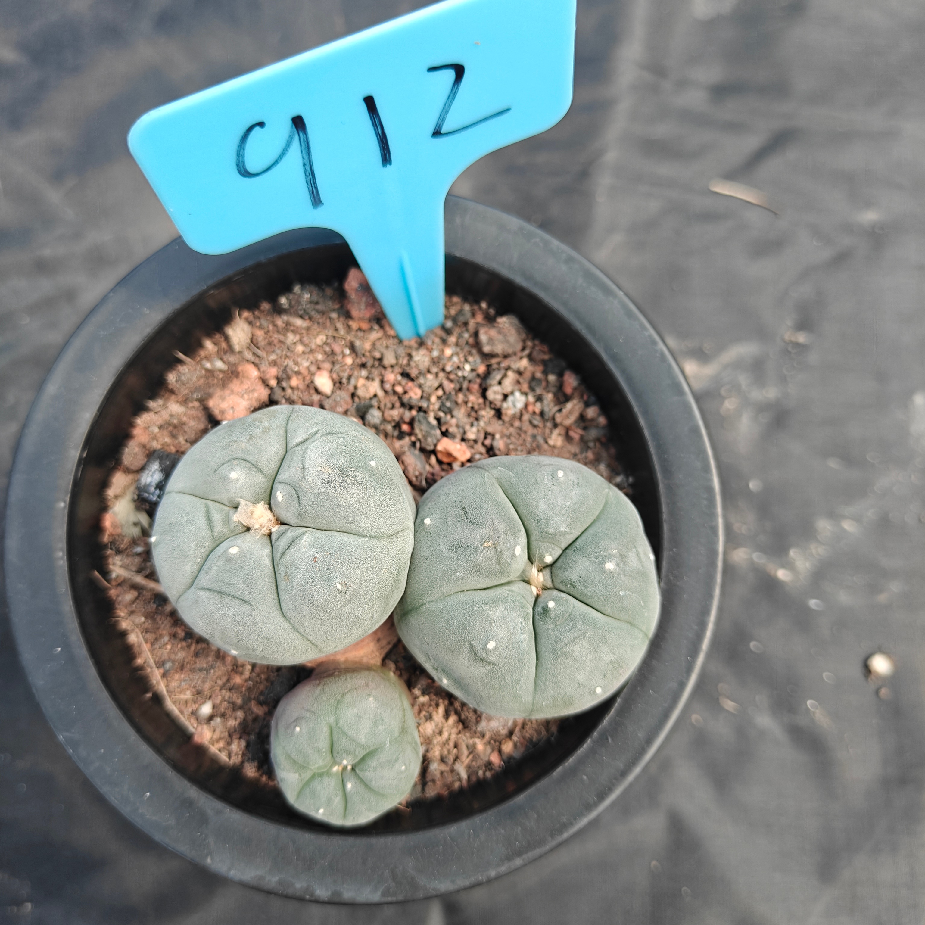 6cm（WYSIWYG）Lophophora williamsii （Japanese white）6-8 years old Number 912