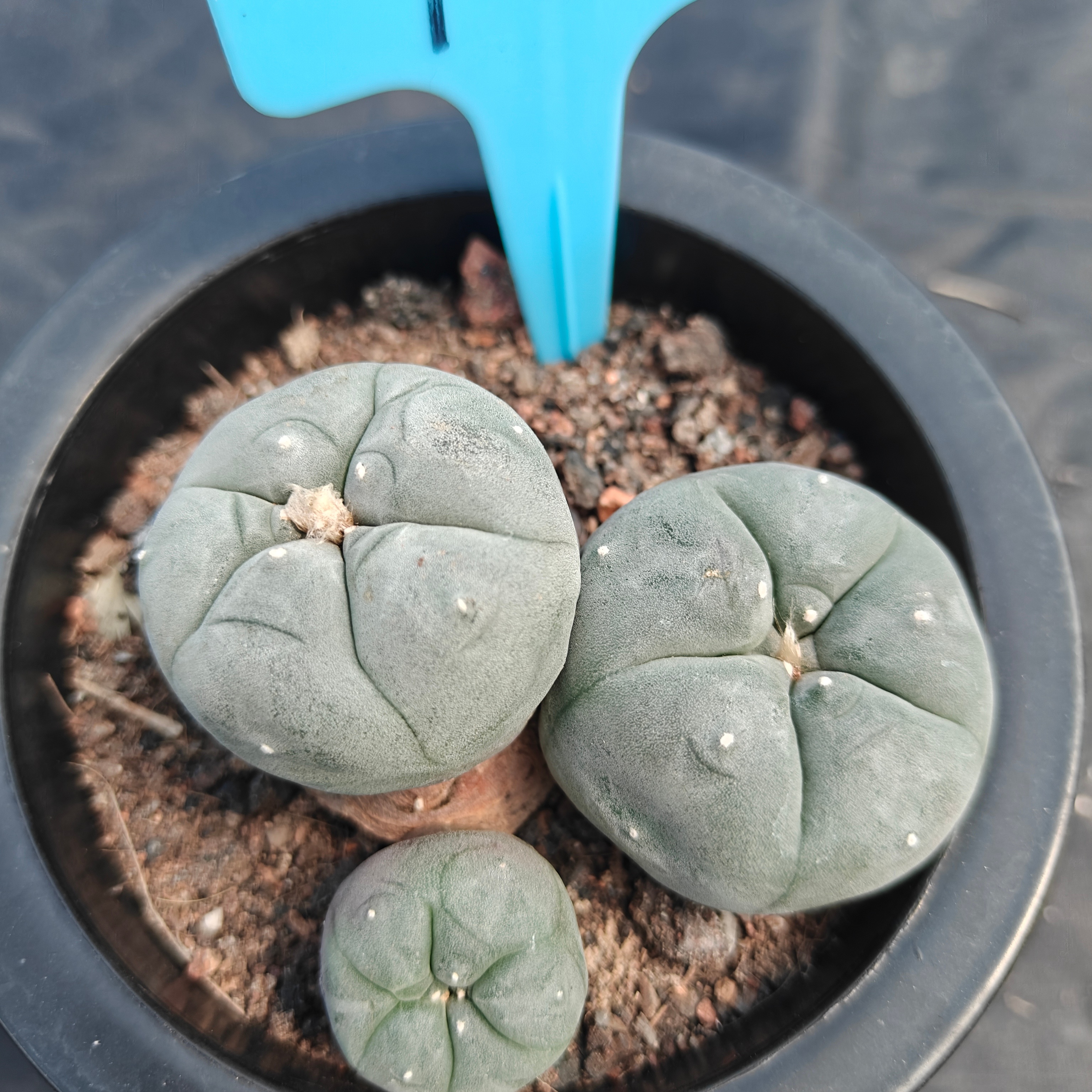 6cm（WYSIWYG）Lophophora williamsii （Japanese white）6-8 years old Number 912