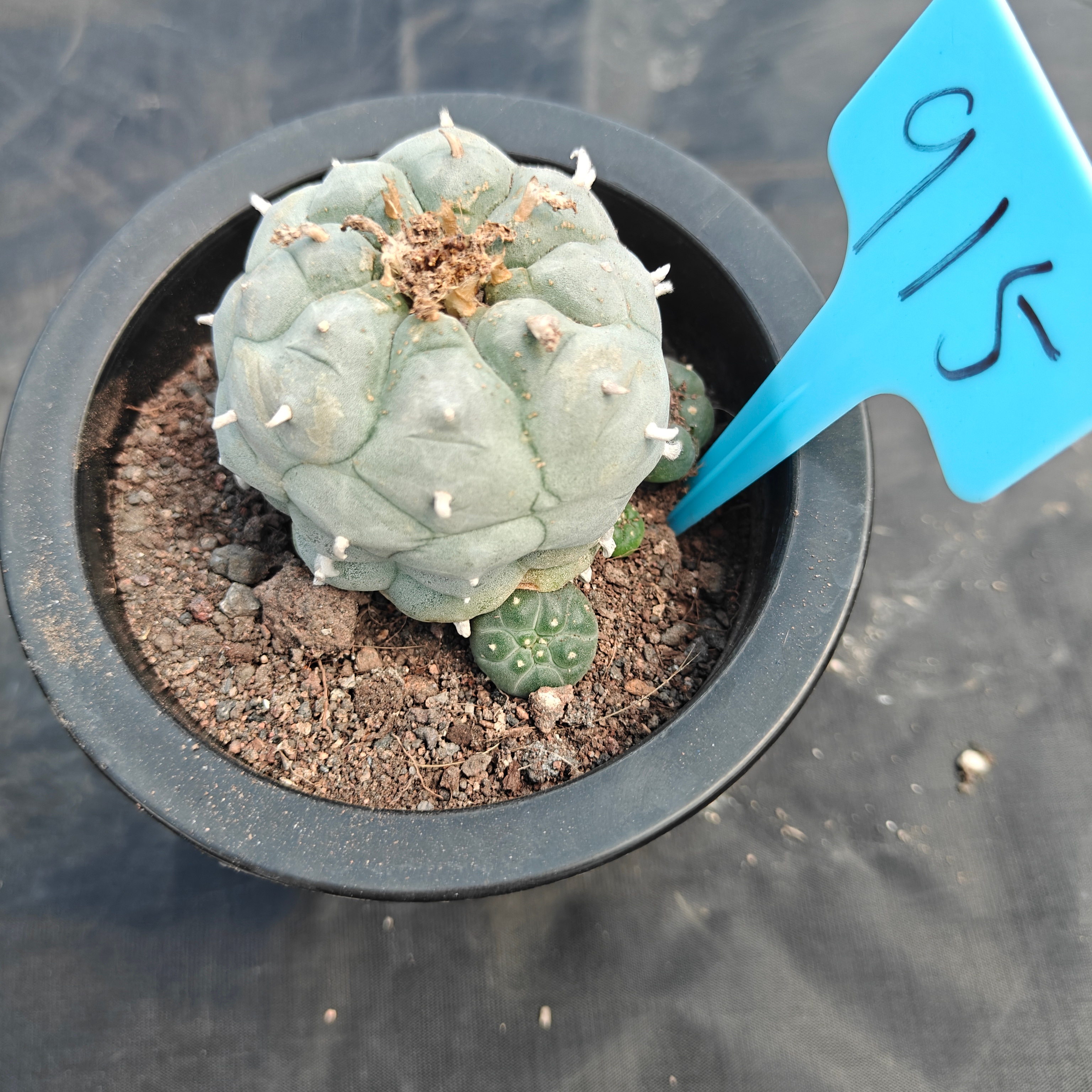 6cm（WYSIWYG）Lophophora williamsii （Japanese white）6-8 years old Number 915