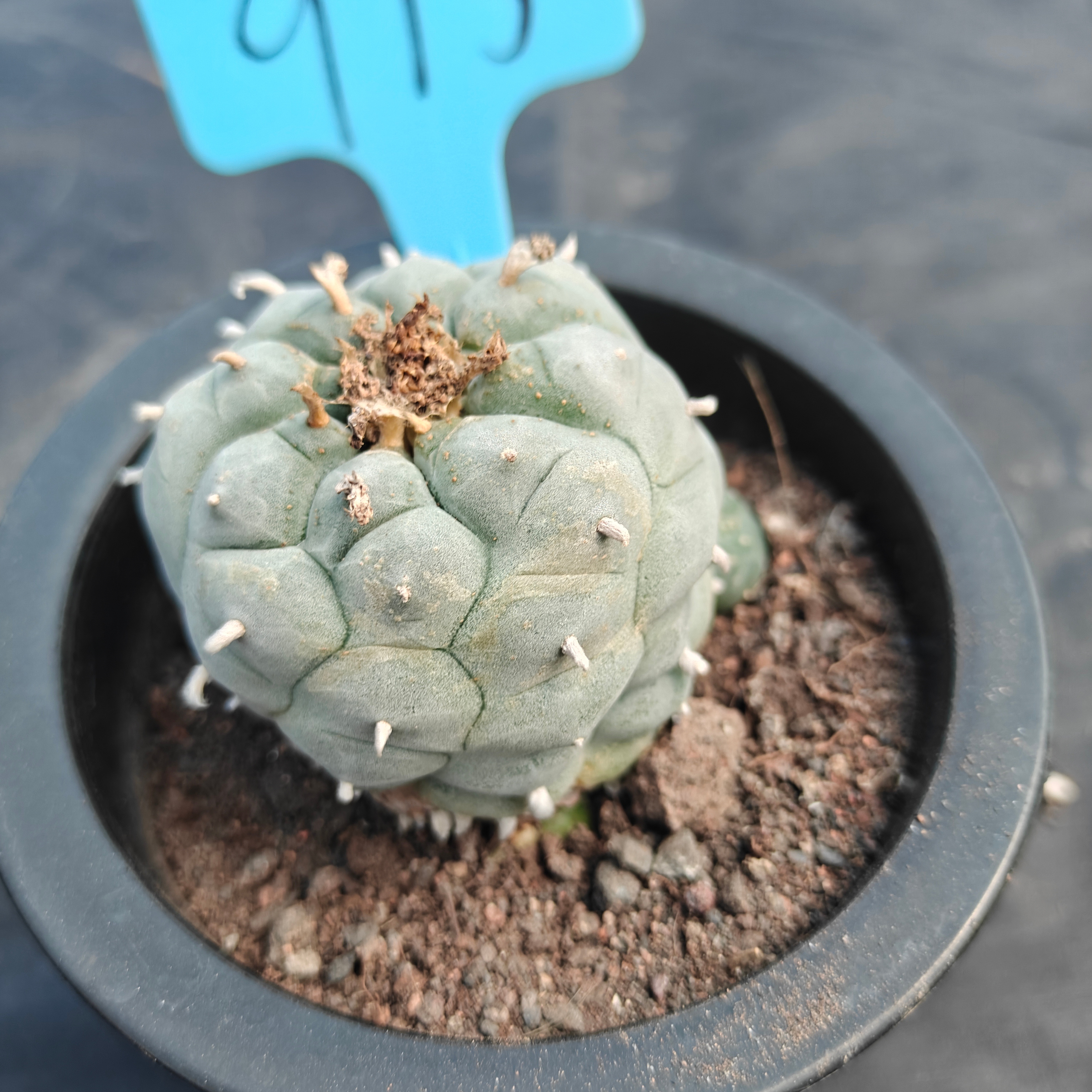 6cm（WYSIWYG）Lophophora williamsii （Japanese white）6-8 years old Number 915
