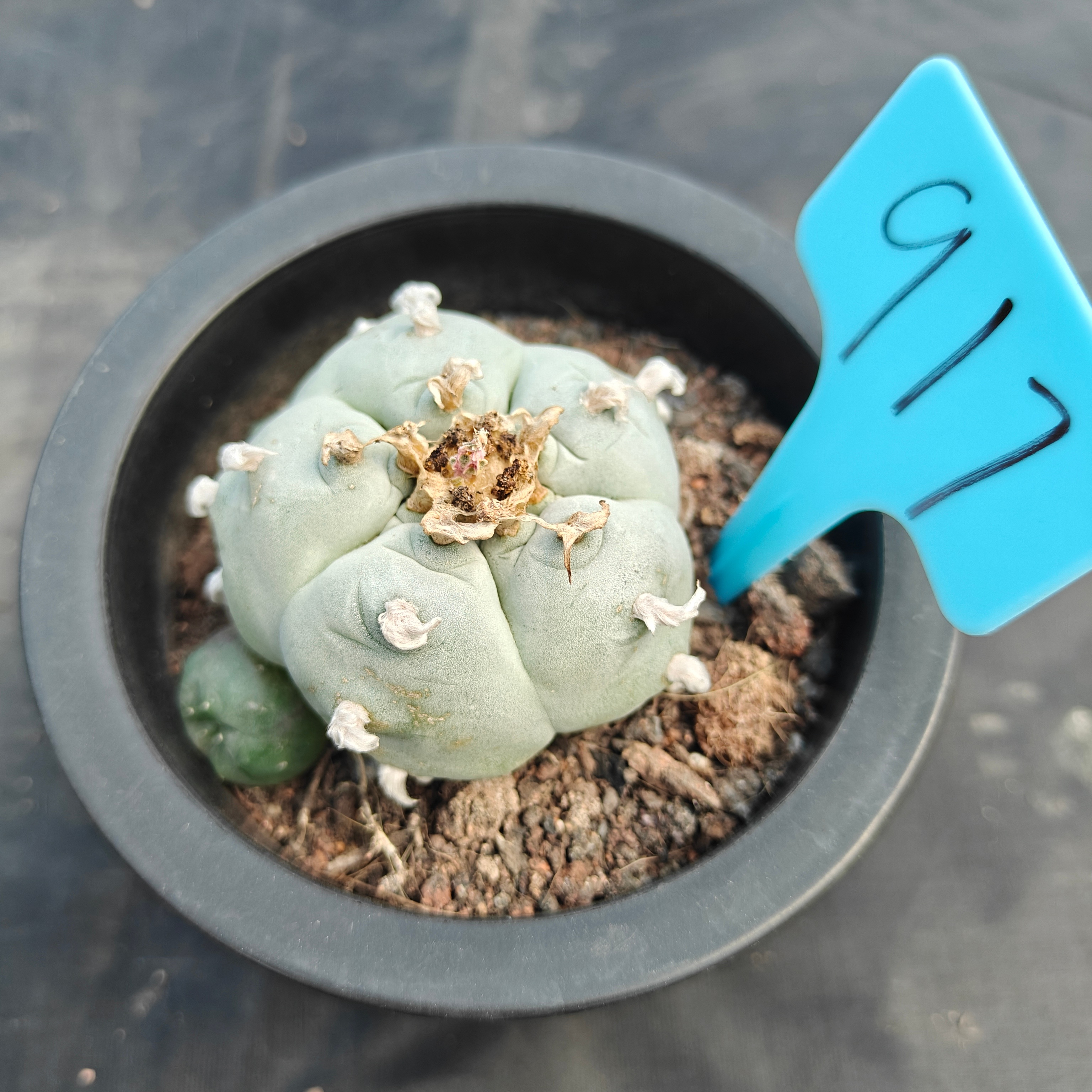 6cm（WYSIWYG）Lophophora williamsii （Japanese white）6-8 years old Number 917