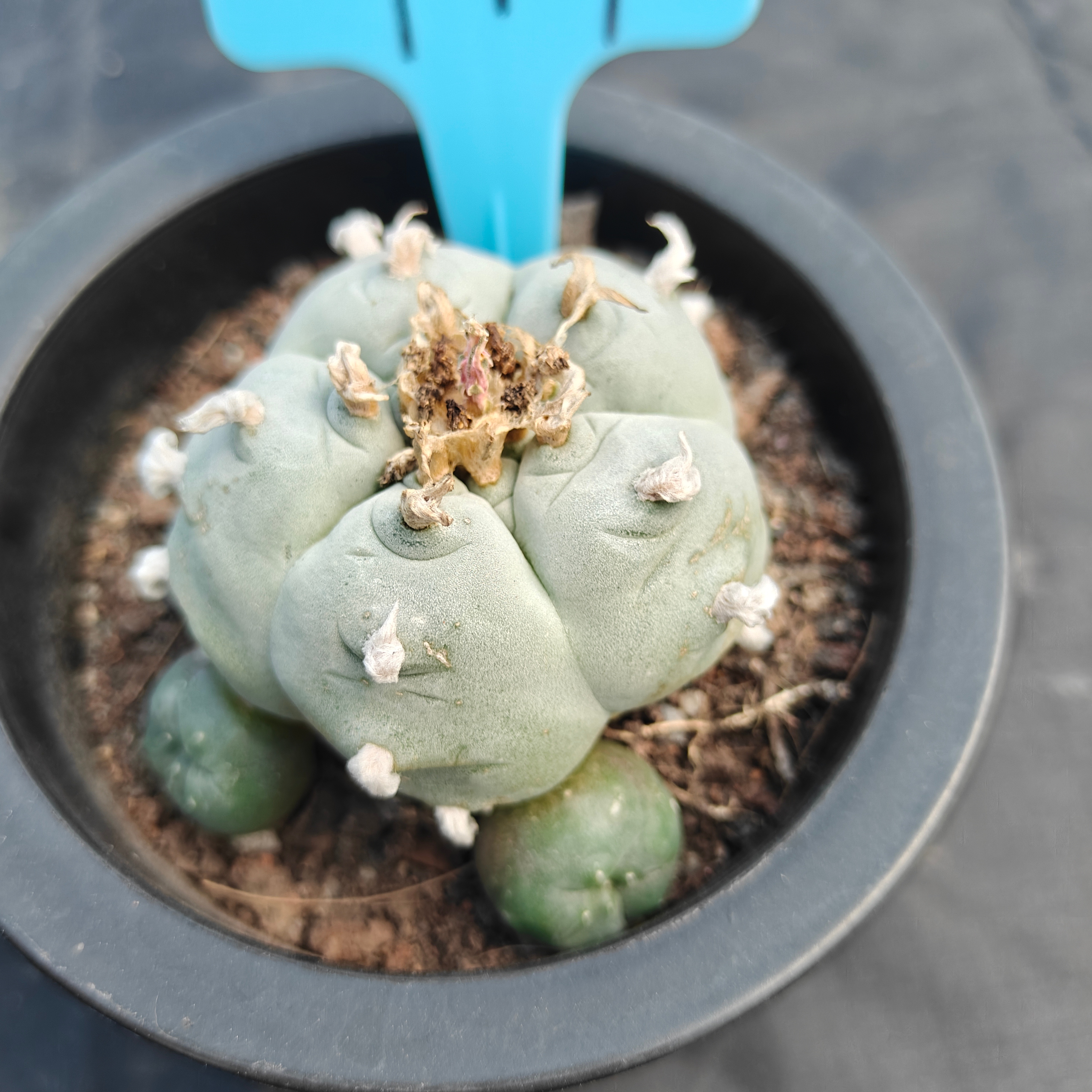 6cm（WYSIWYG）Lophophora williamsii （Japanese white）6-8 years old Number 917
