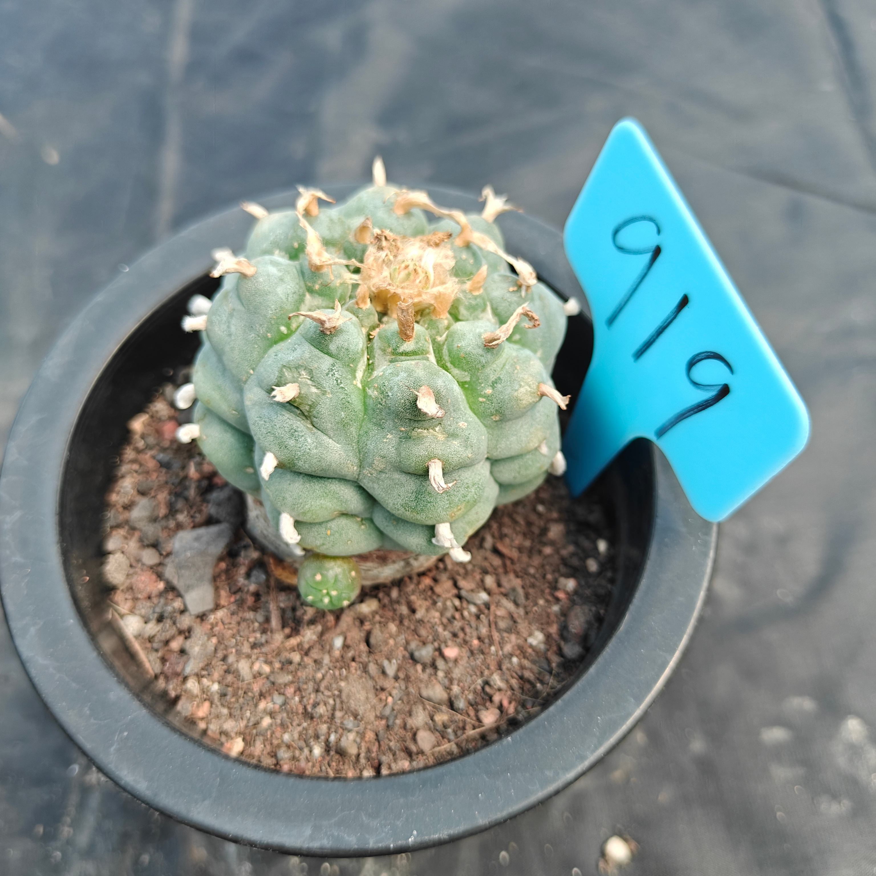 5cm（WYSIWYG）Lophophora williamsii （Japanese white）6-8 years old Number 919