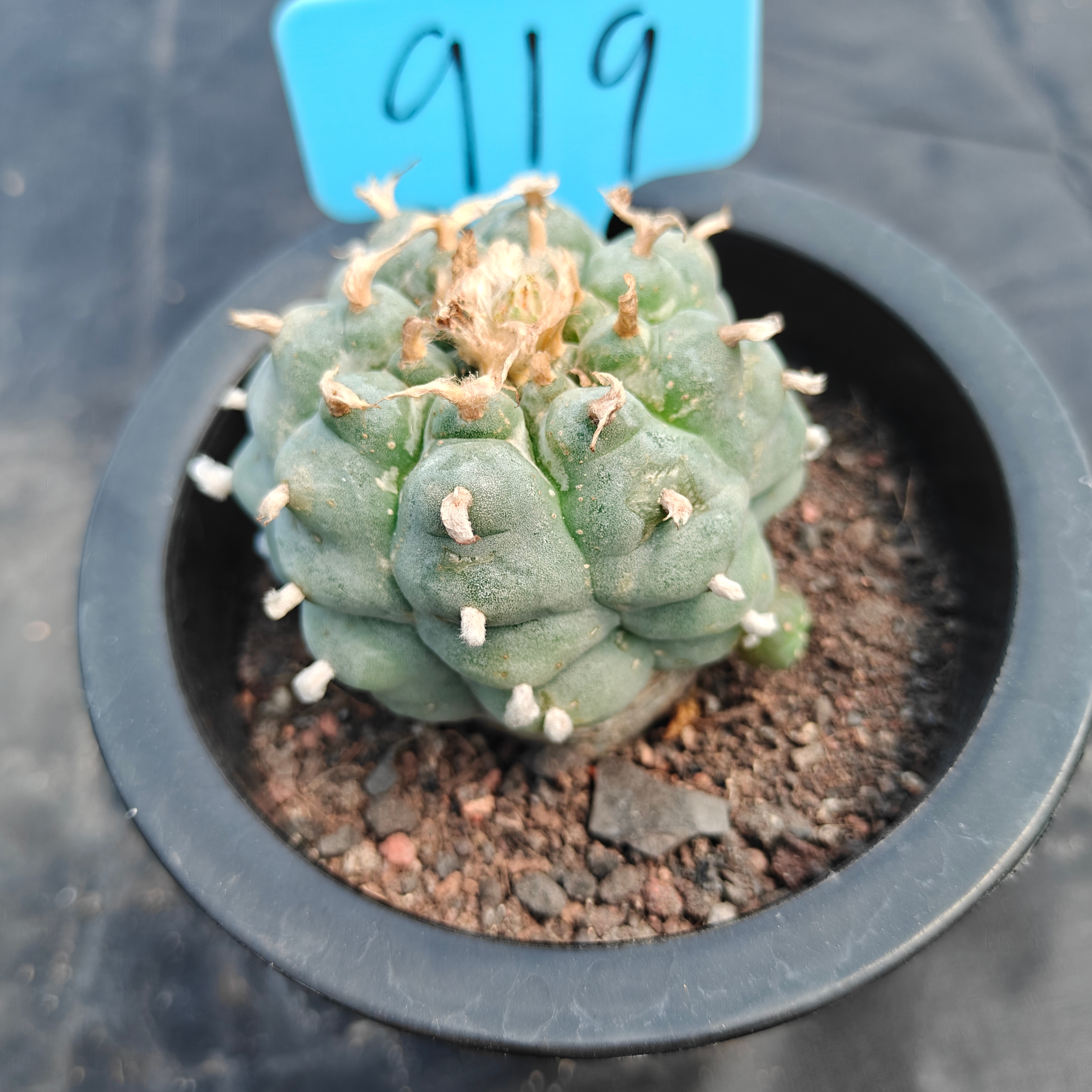 5cm（WYSIWYG）Lophophora williamsii （Japanese white）6-8 years old Number 919