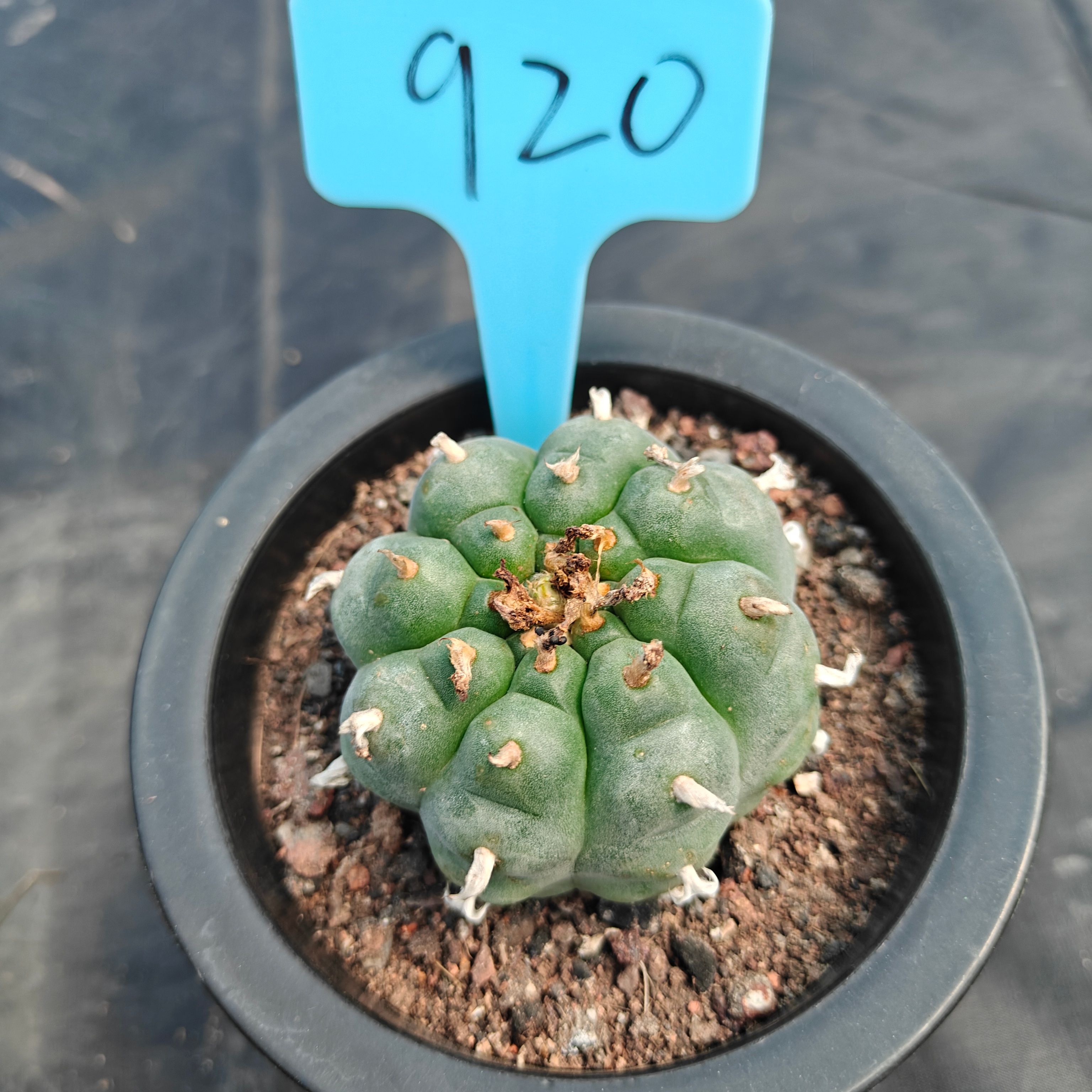 6cm（WYSIWYG）Lophophora williamsii （Japanese white）6-8 years old Number 920