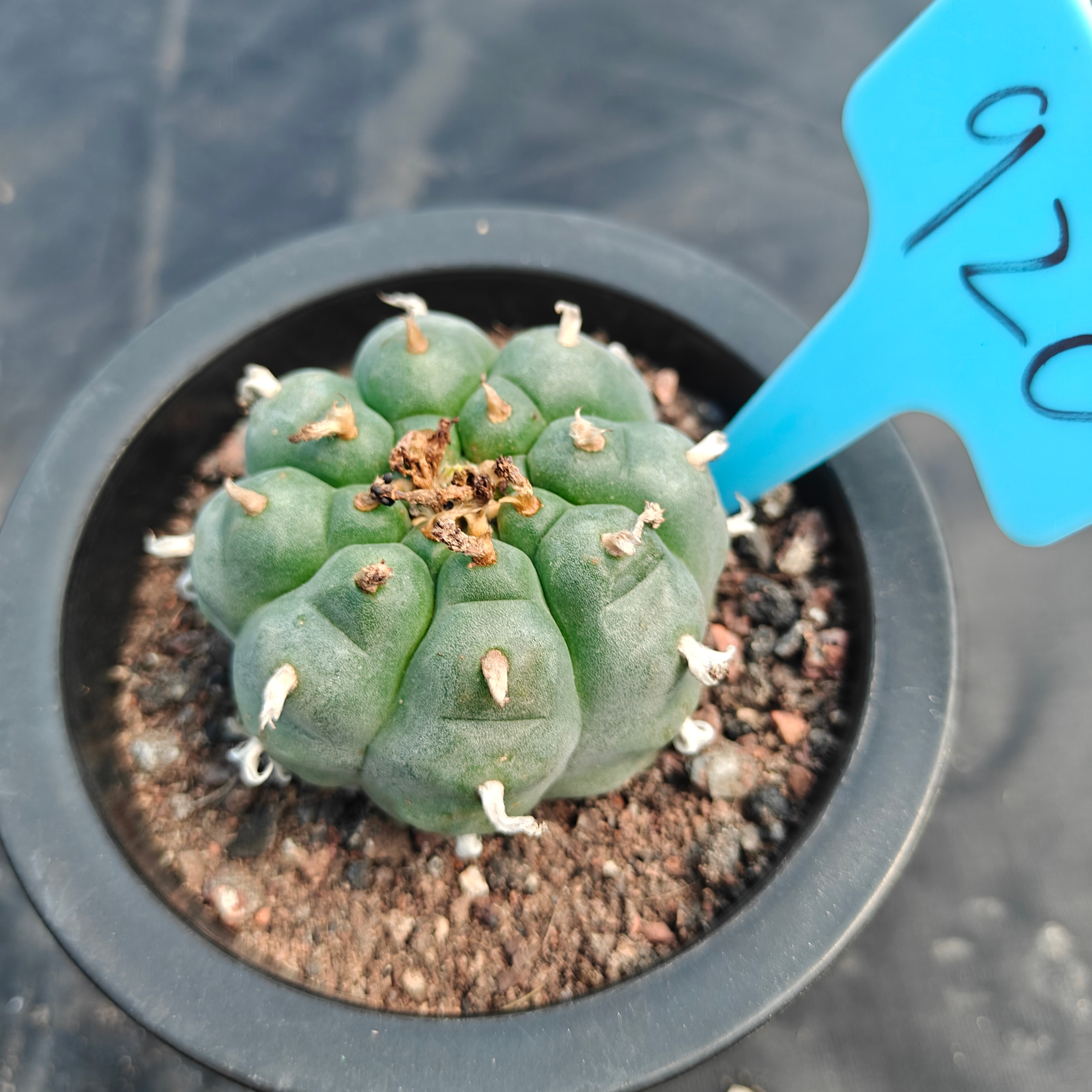 6cm（WYSIWYG）Lophophora williamsii （Japanese white）6-8 years old Number 920