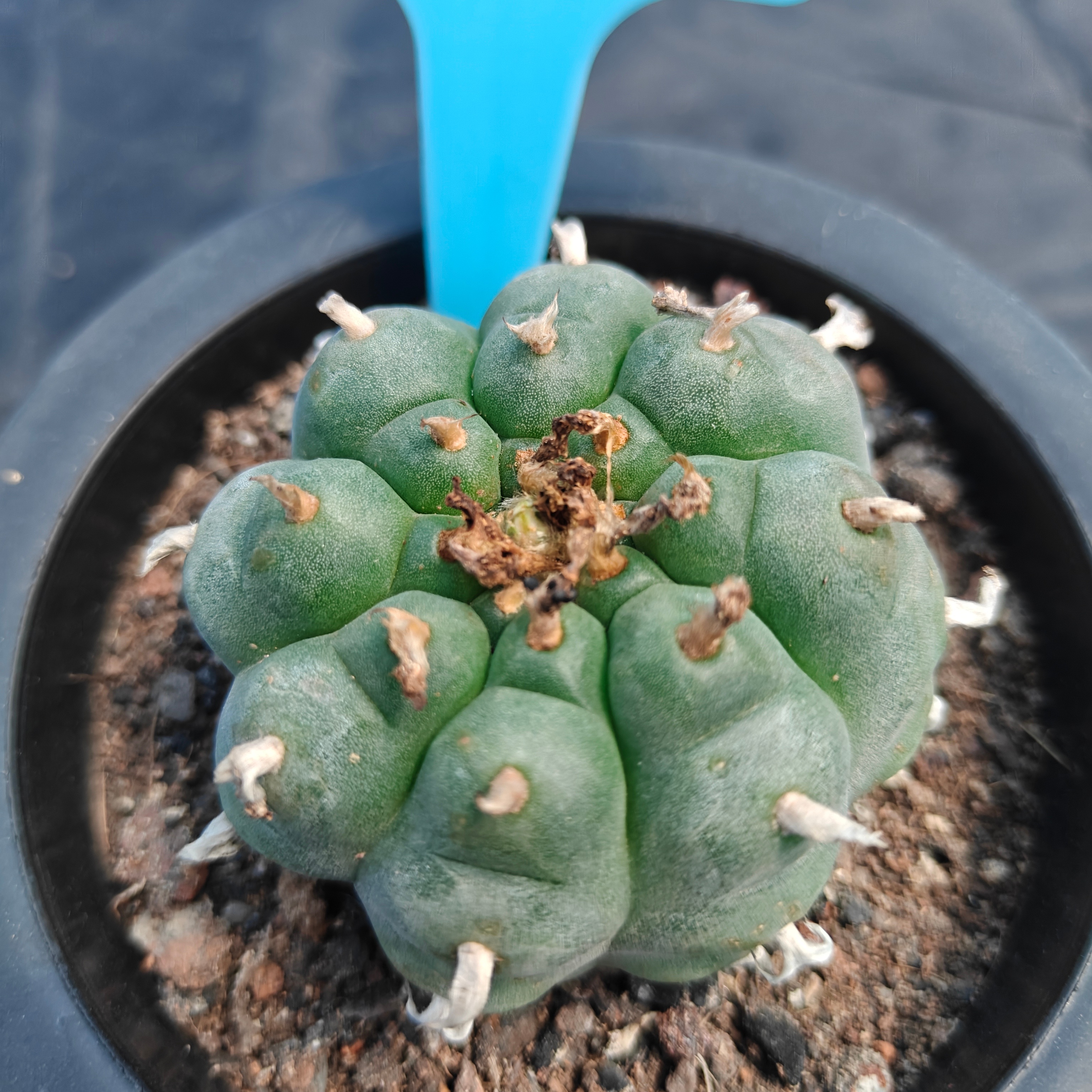 6cm（WYSIWYG）Lophophora williamsii （Japanese white）6-8 years old Number 920