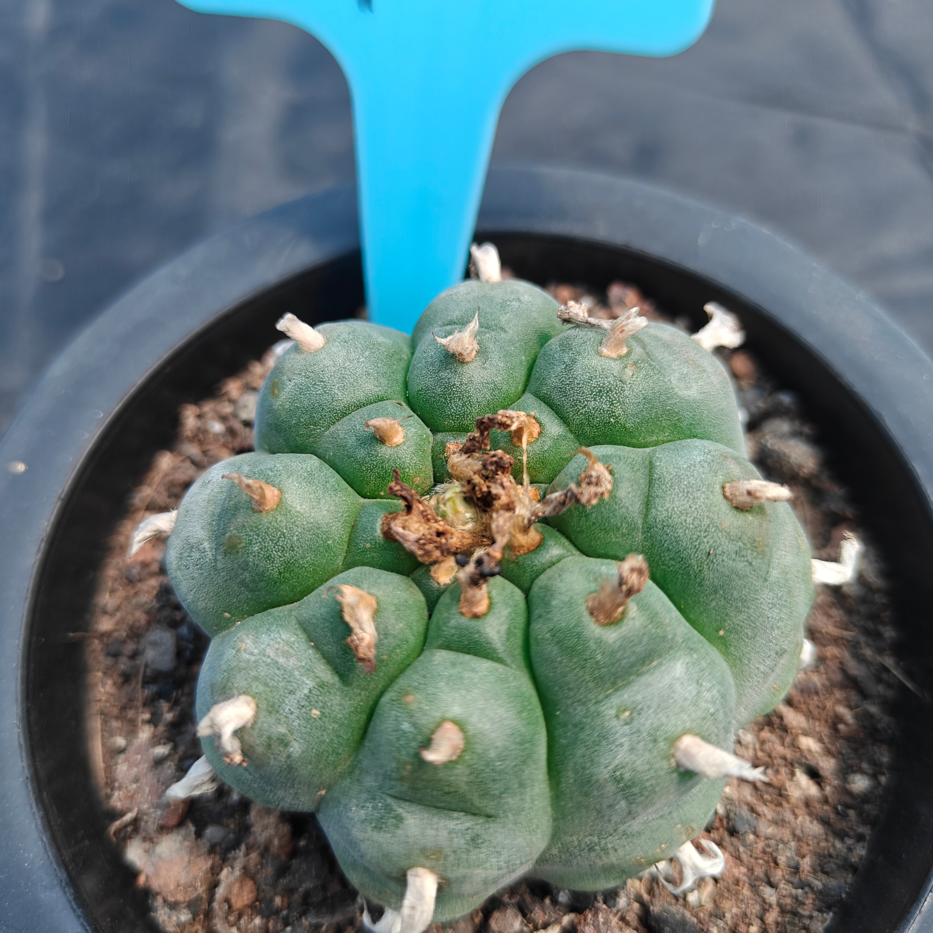 6cm（WYSIWYG）Lophophora williamsii （Japanese white）6-8 years old Number 920