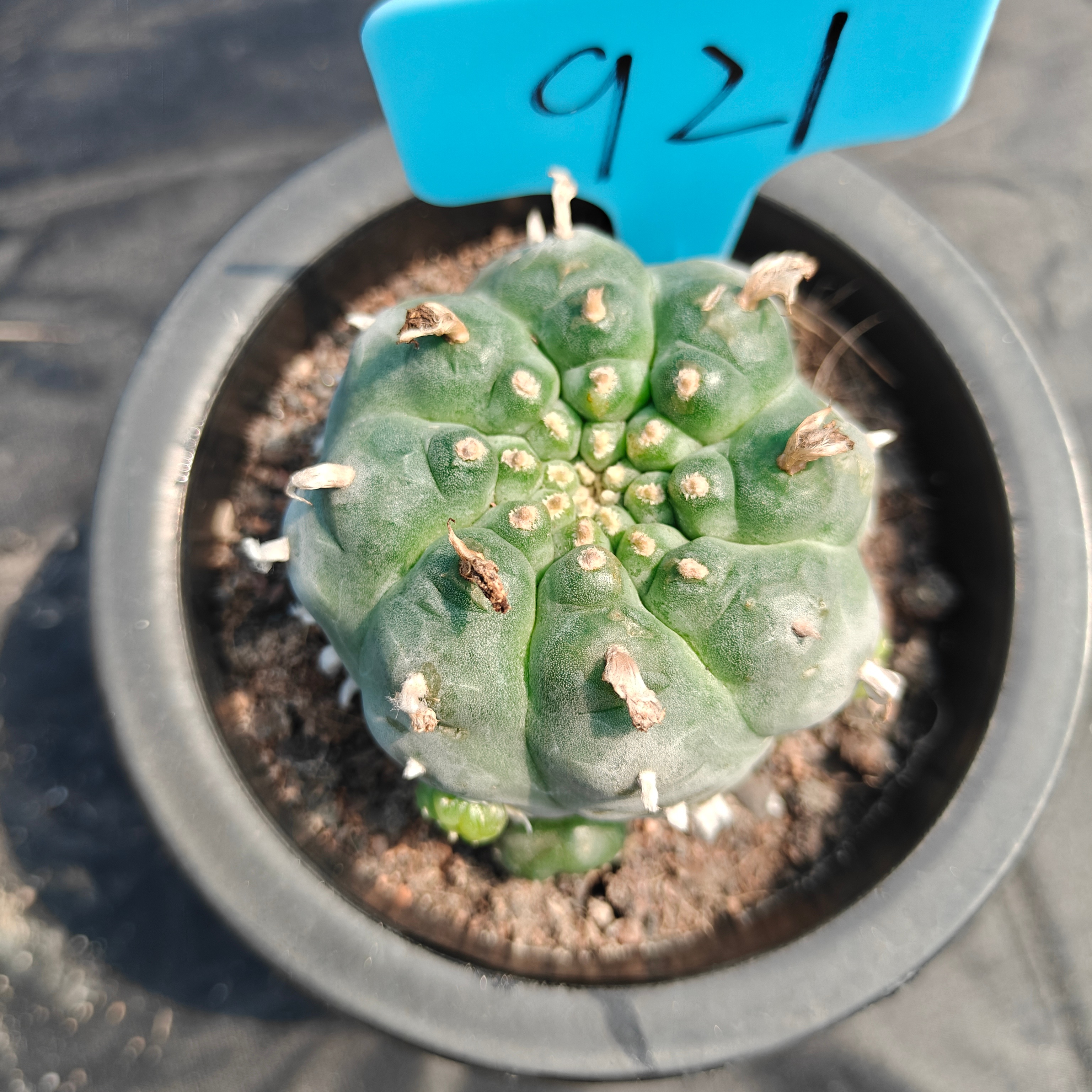 6.5cm（WYSIWYG）Lophophora williamsii （Japanese white）6-8 years old Number 921