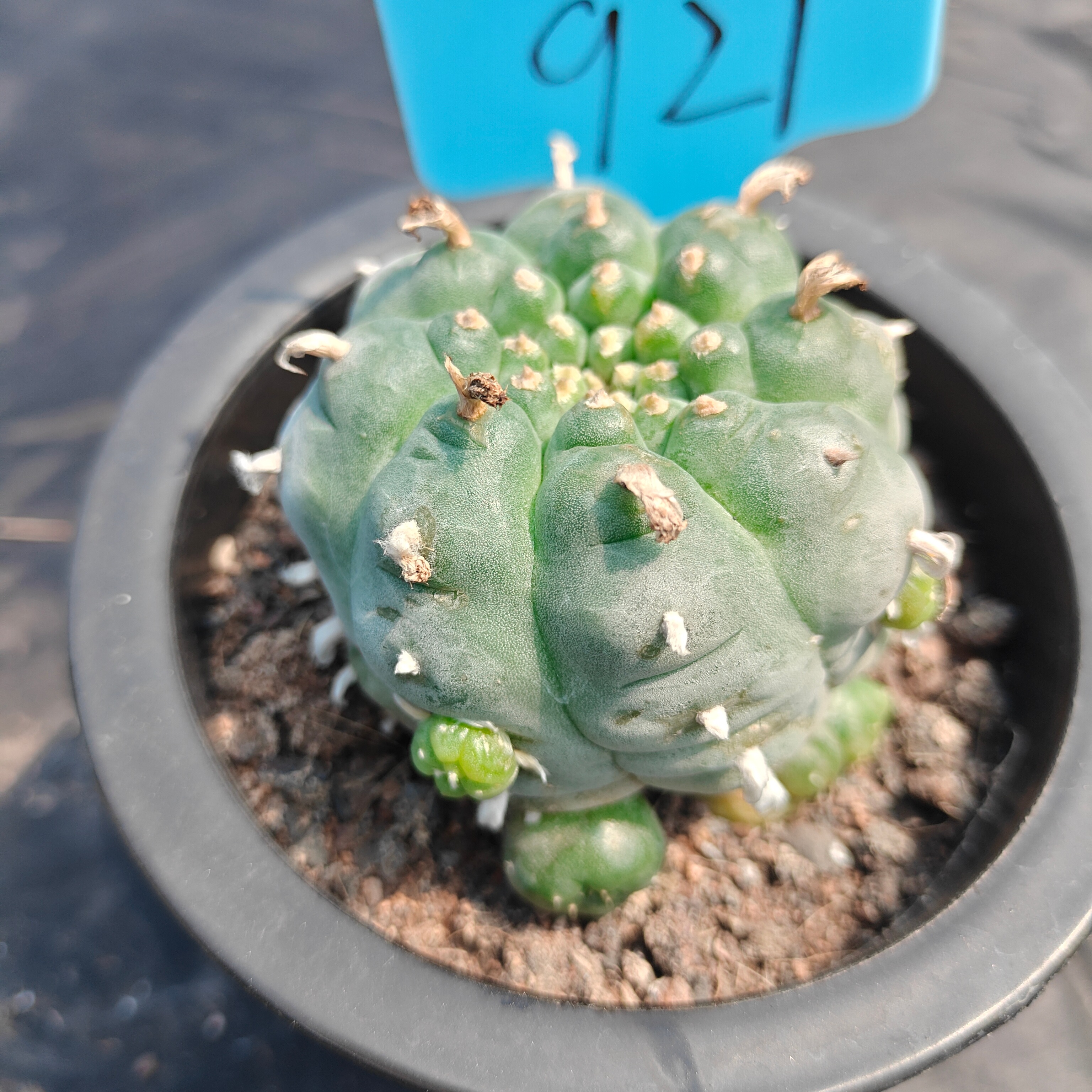 6.5cm（WYSIWYG）Lophophora williamsii （Japanese white）6-8 years old Number 921