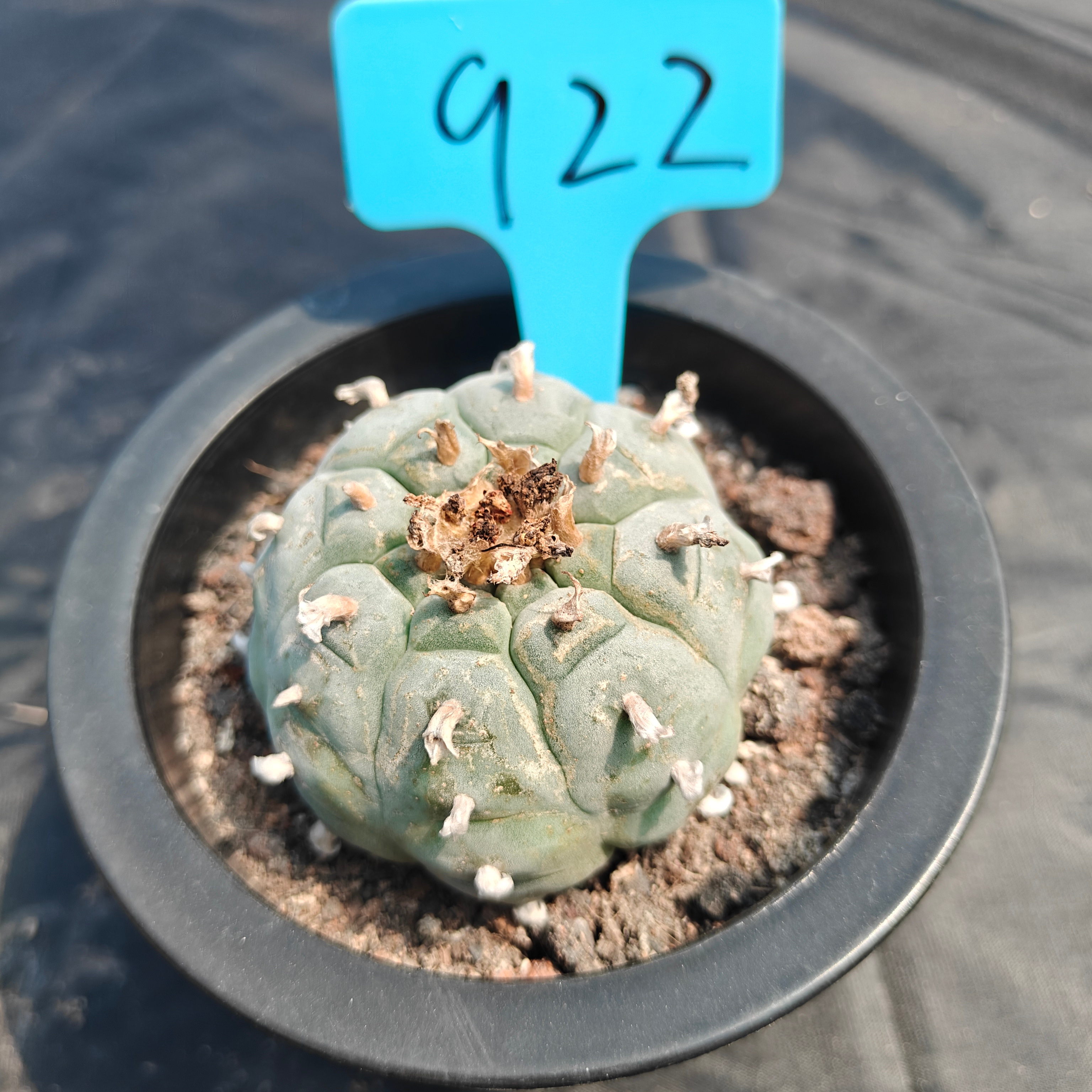 6.5cm（WYSIWYG）Lophophora williamsii （Japanese white）6-8 years old Number 922