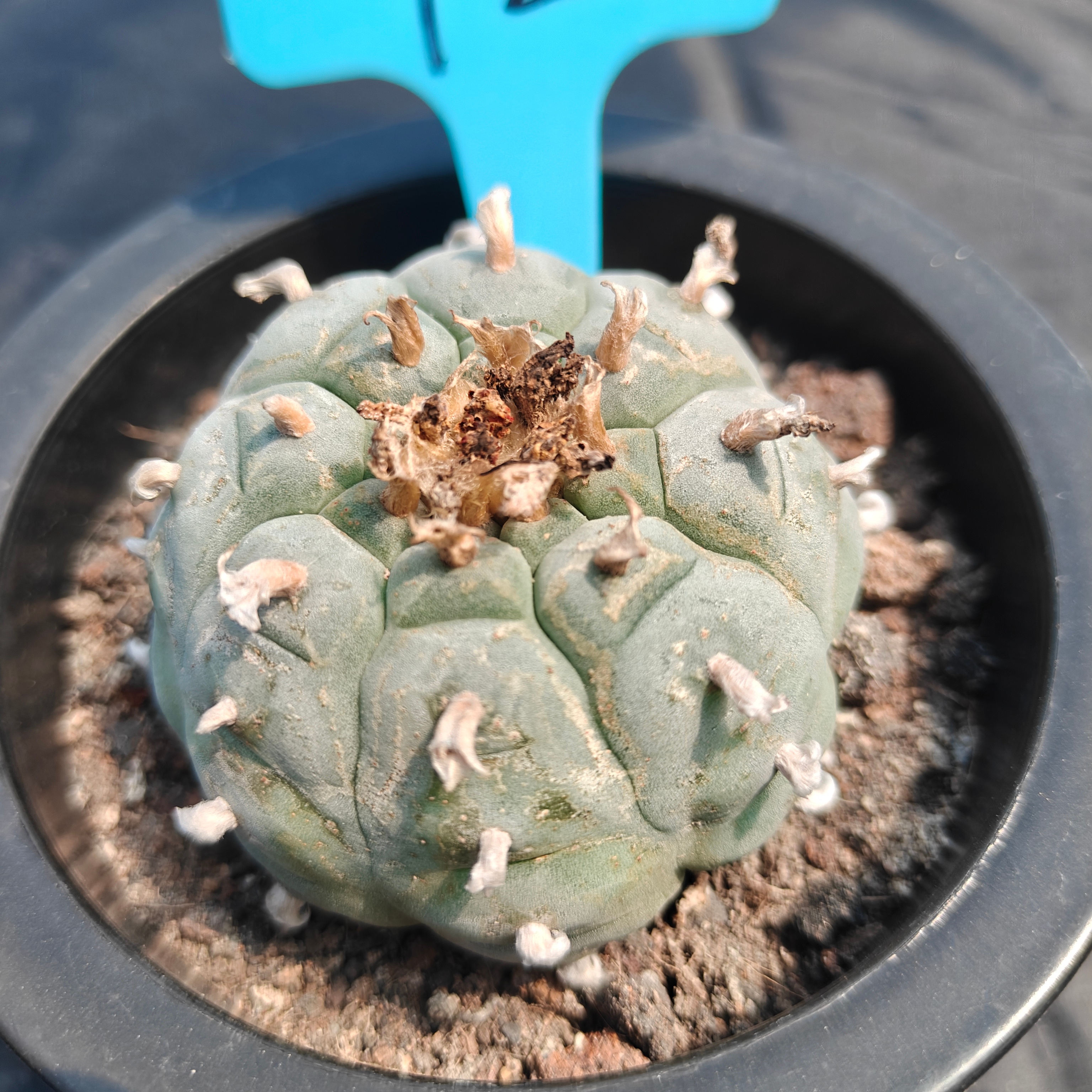 6.5cm（WYSIWYG）Lophophora williamsii （Japanese white）6-8 years old Number 922