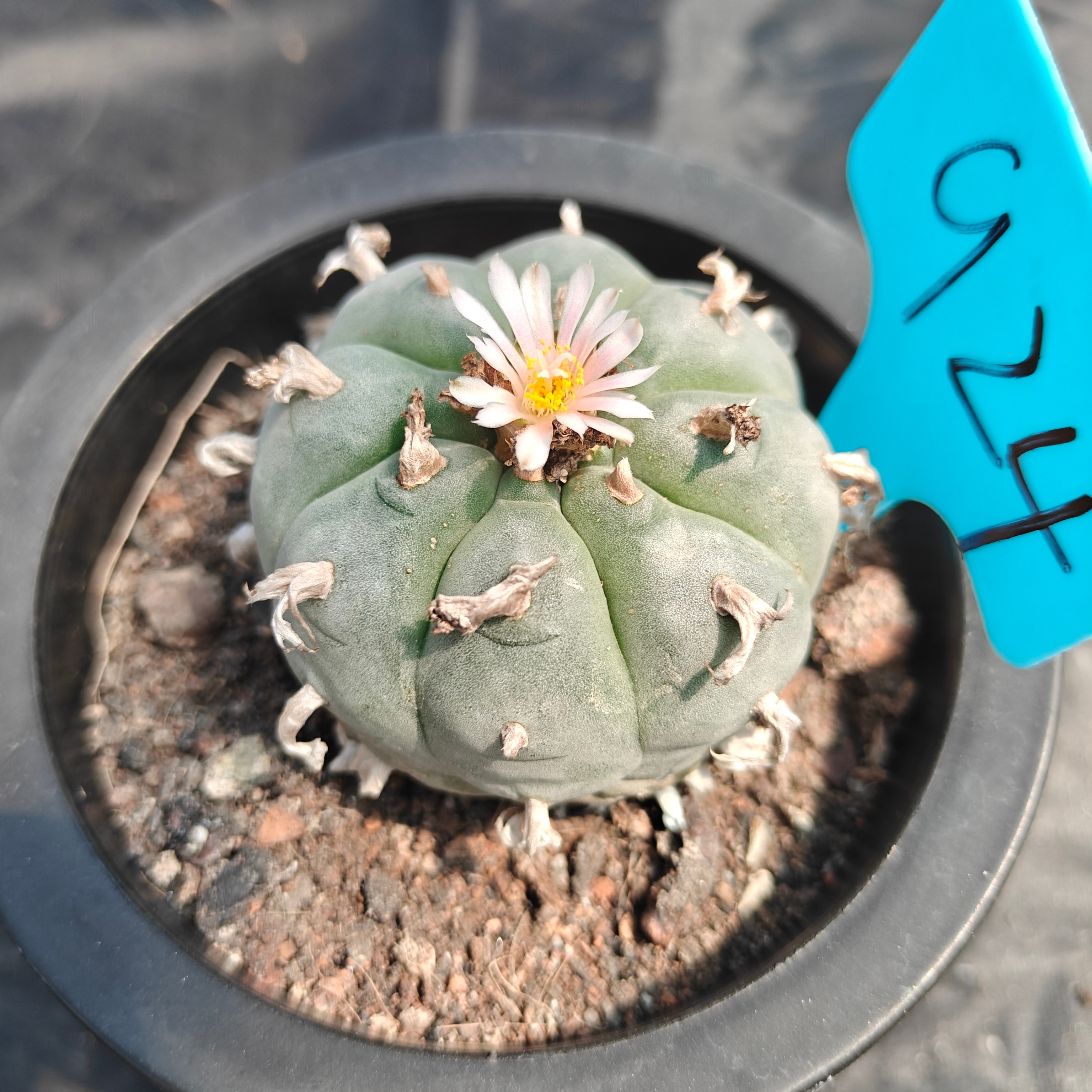 6cm（WYSIWYG）Lophophora williamsii （Japanese white）6-8 years old Number 924