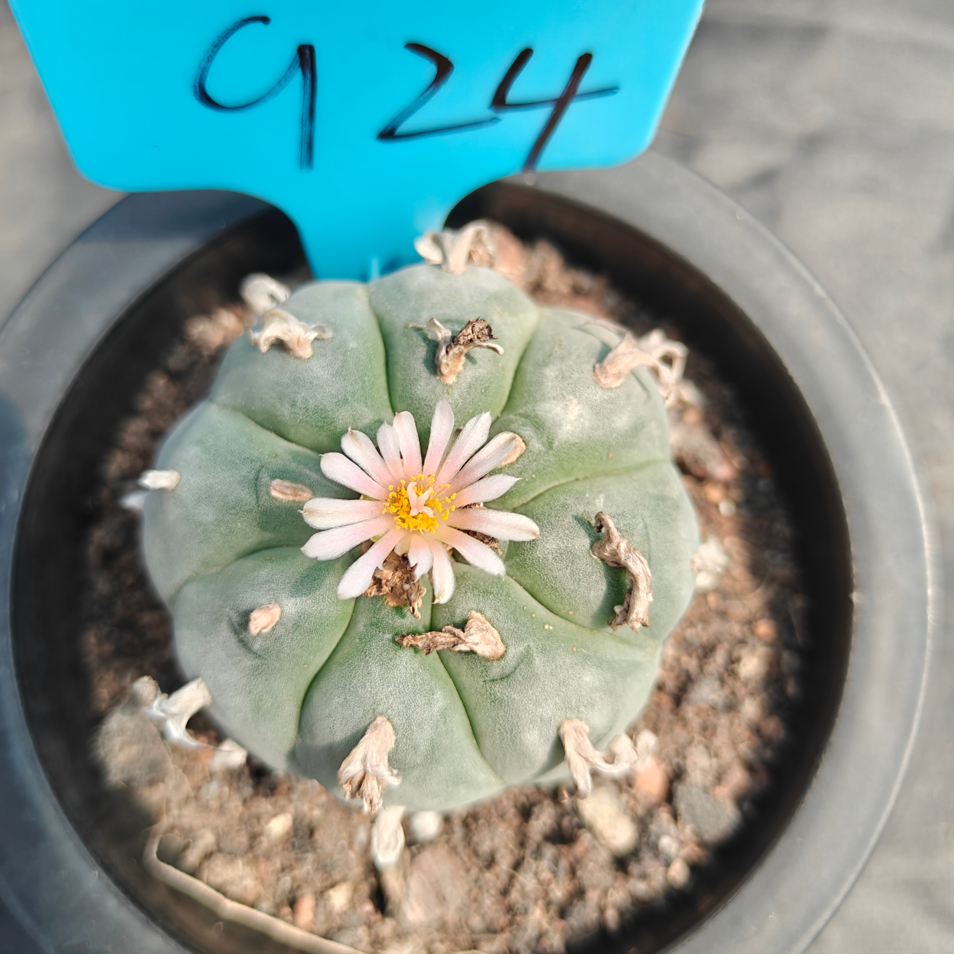 6cm（WYSIWYG）Lophophora williamsii （Japanese white）6-8 years old Number 924