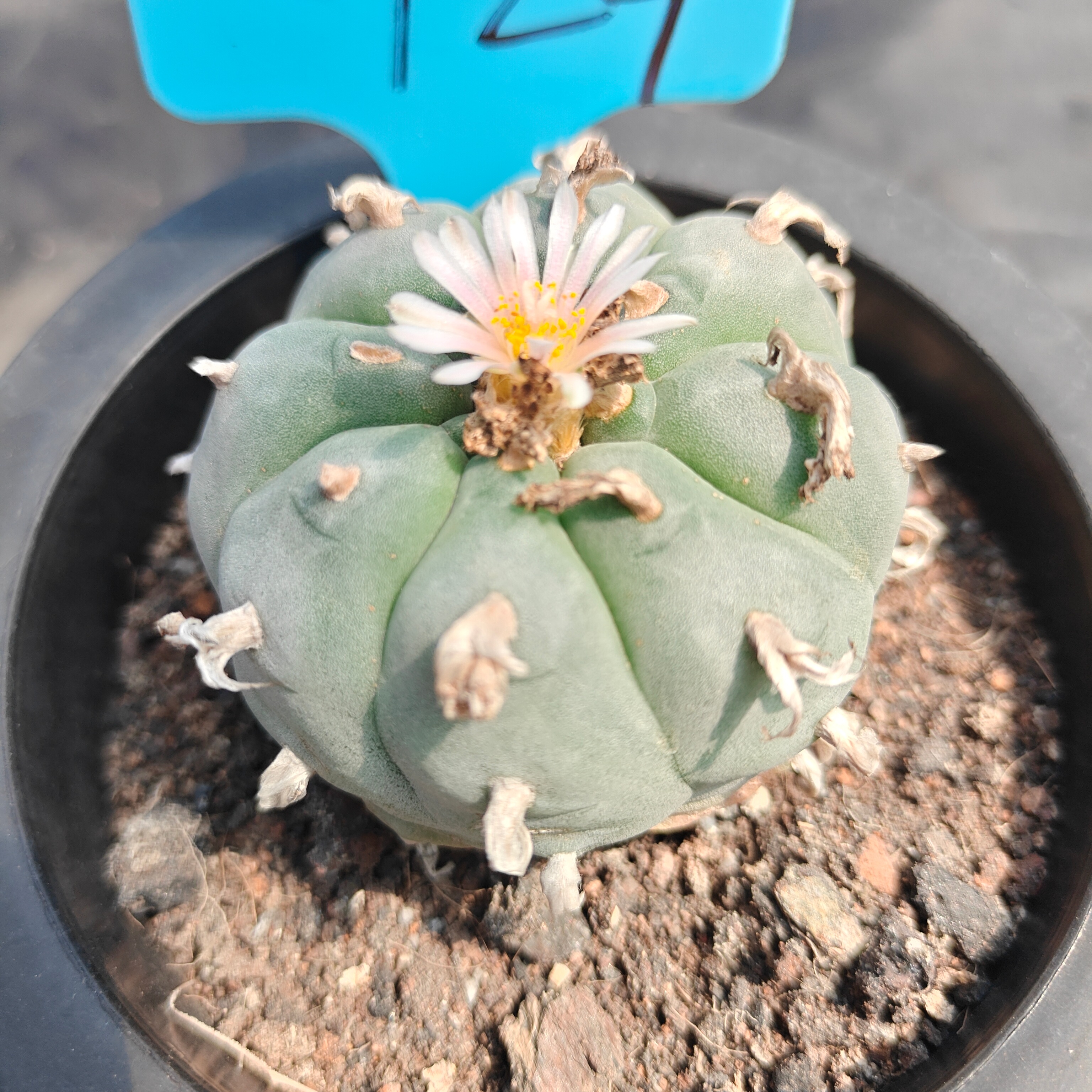 6cm（WYSIWYG）Lophophora williamsii （Japanese white）6-8 years old Number 924