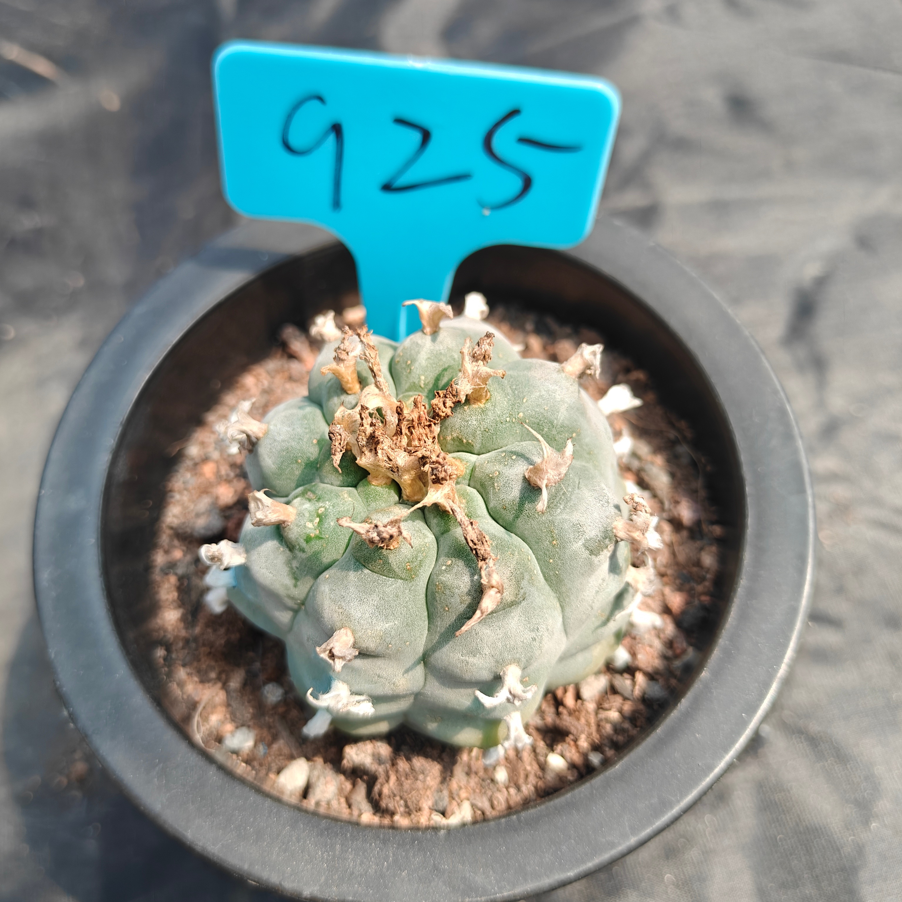 5cm（WYSIWYG）Lophophora williamsii （Japanese white）6-8 years old Number 925