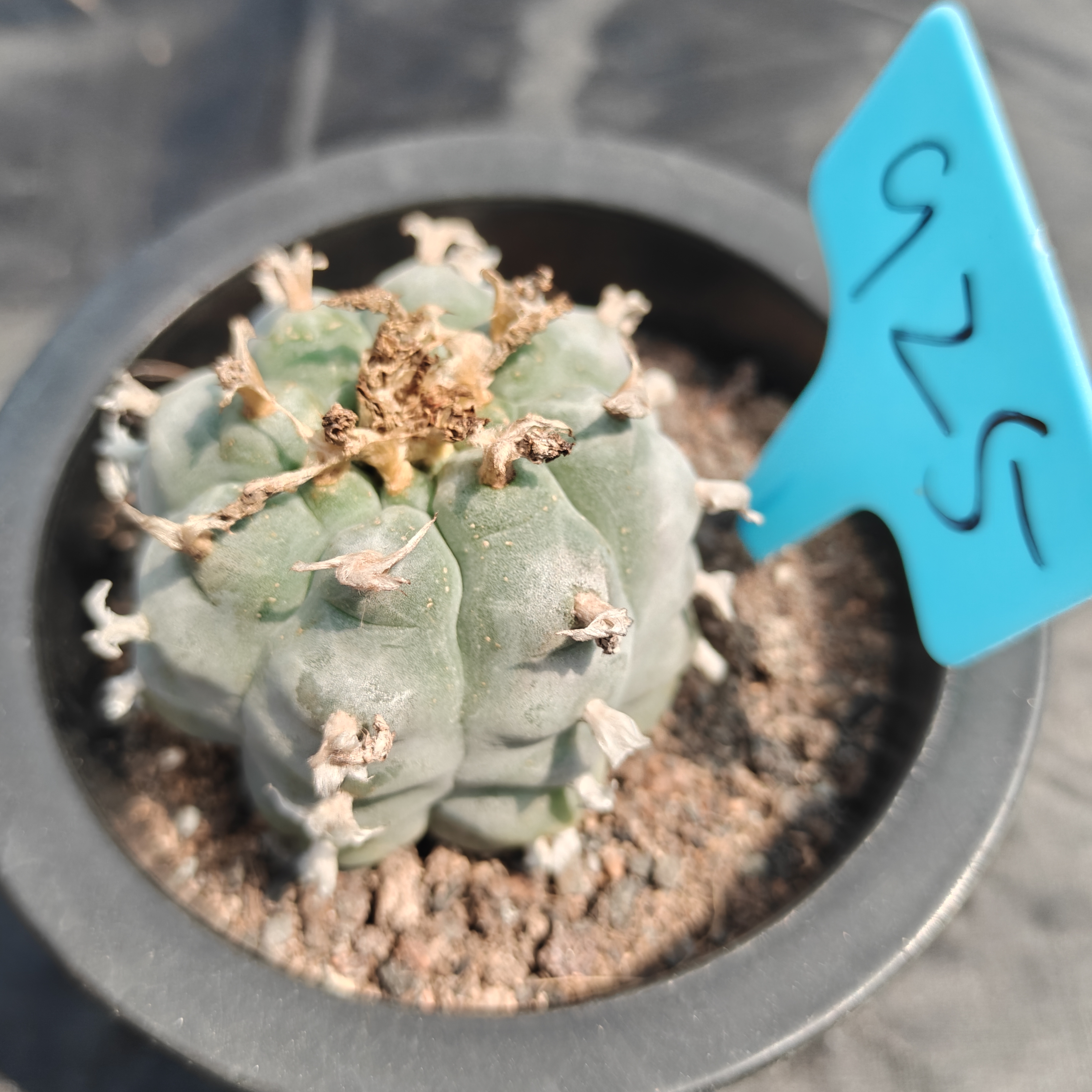5cm（WYSIWYG）Lophophora williamsii （Japanese white）6-8 years old Number 925