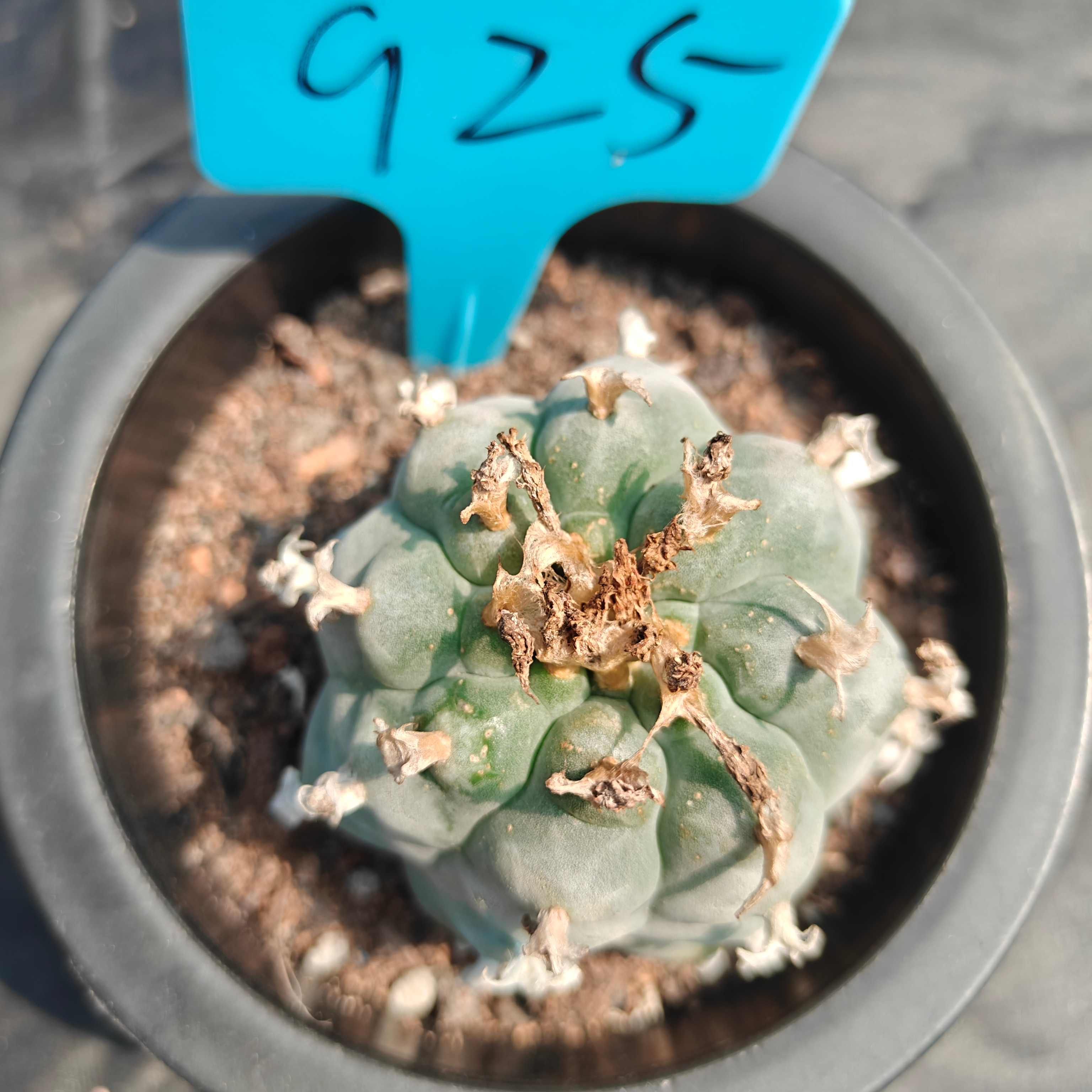 5cm（WYSIWYG）Lophophora williamsii （Japanese white）6-8 years old Number 925