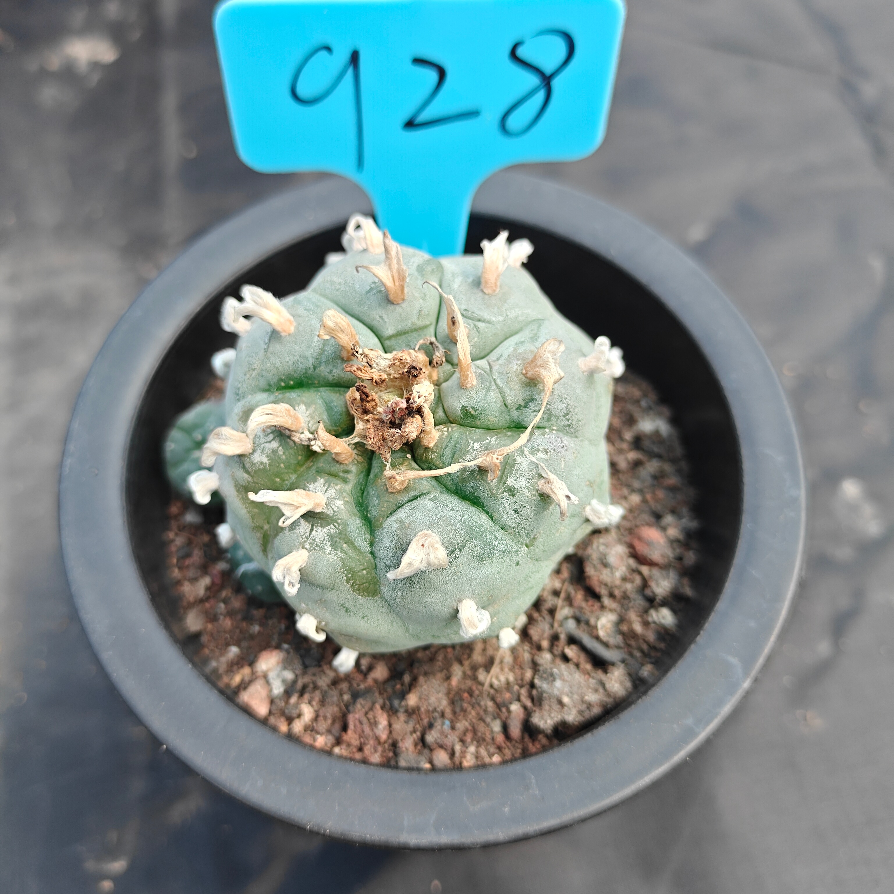 5cm（WYSIWYG）Lophophora williamsii spirochete（Japanese white）6-8 years old Number 928