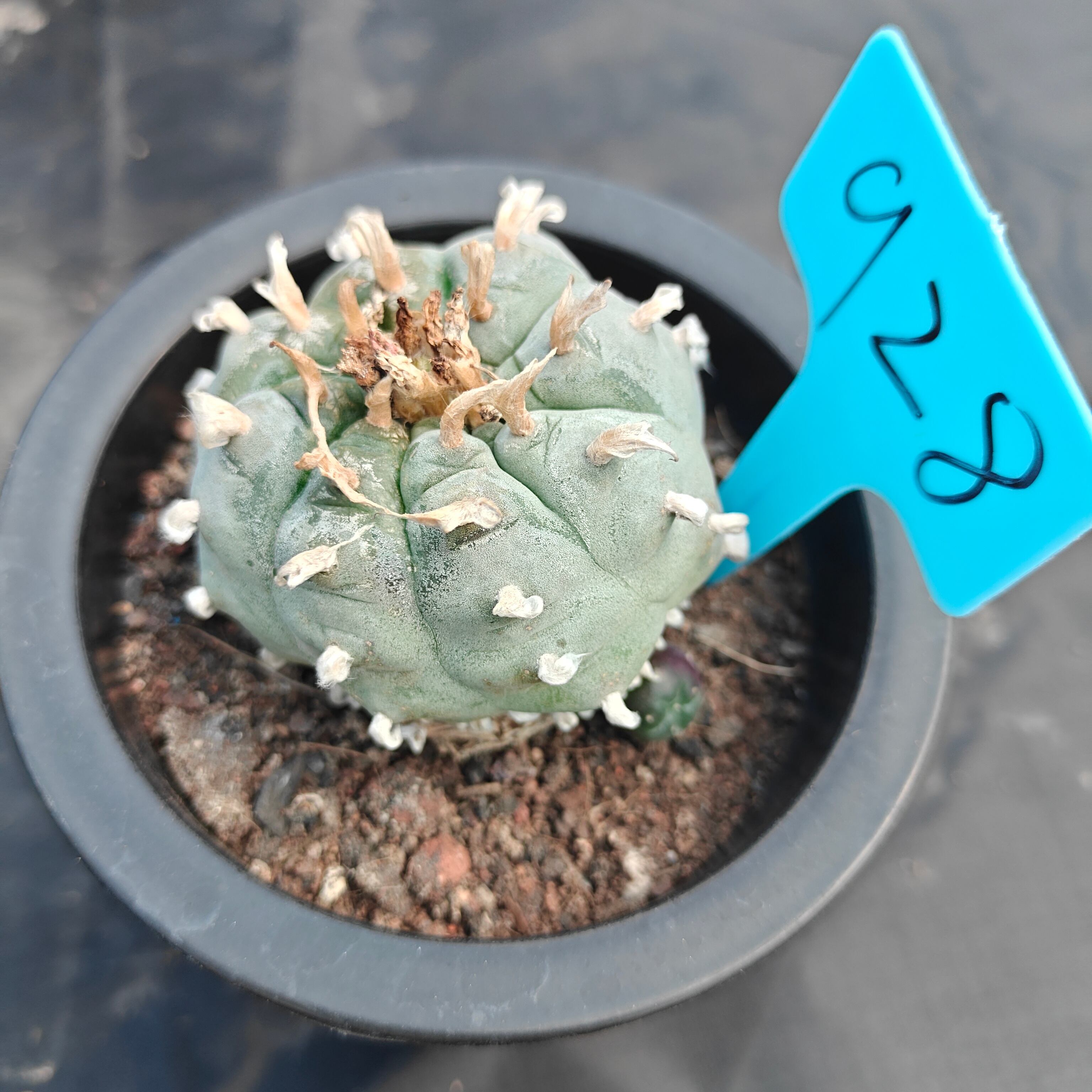 5cm（WYSIWYG）Lophophora williamsii spirochete（Japanese white）6-8 years old Number 928