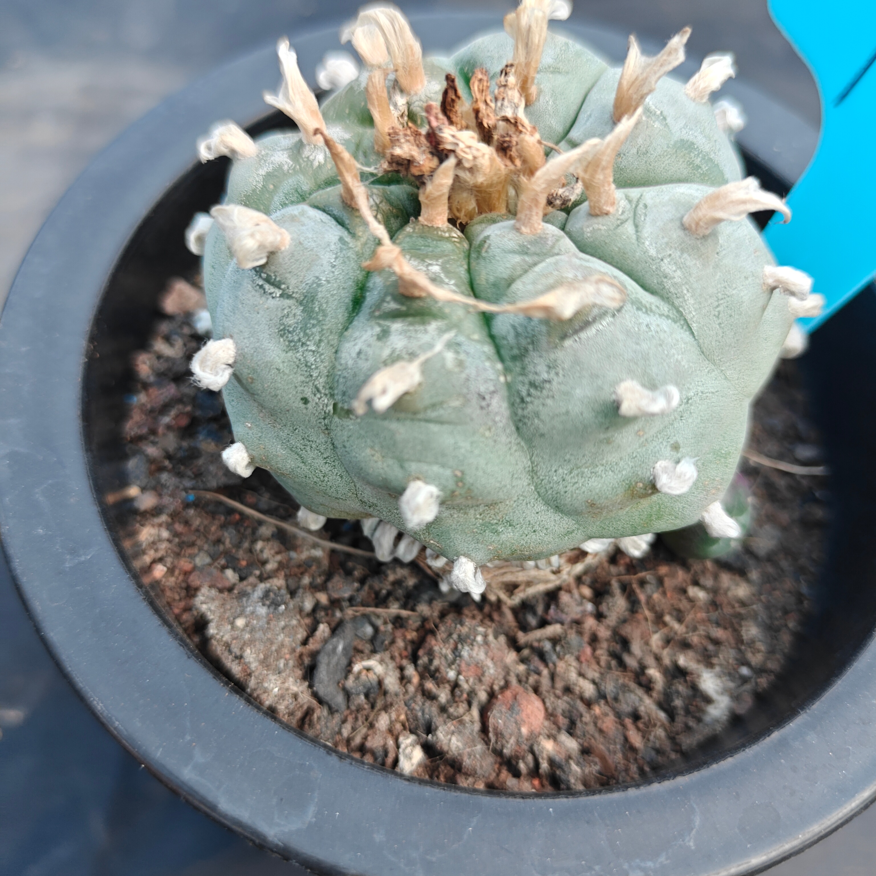 5cm（WYSIWYG）Lophophora williamsii spirochete（Japanese white）6-8 years old Number 928