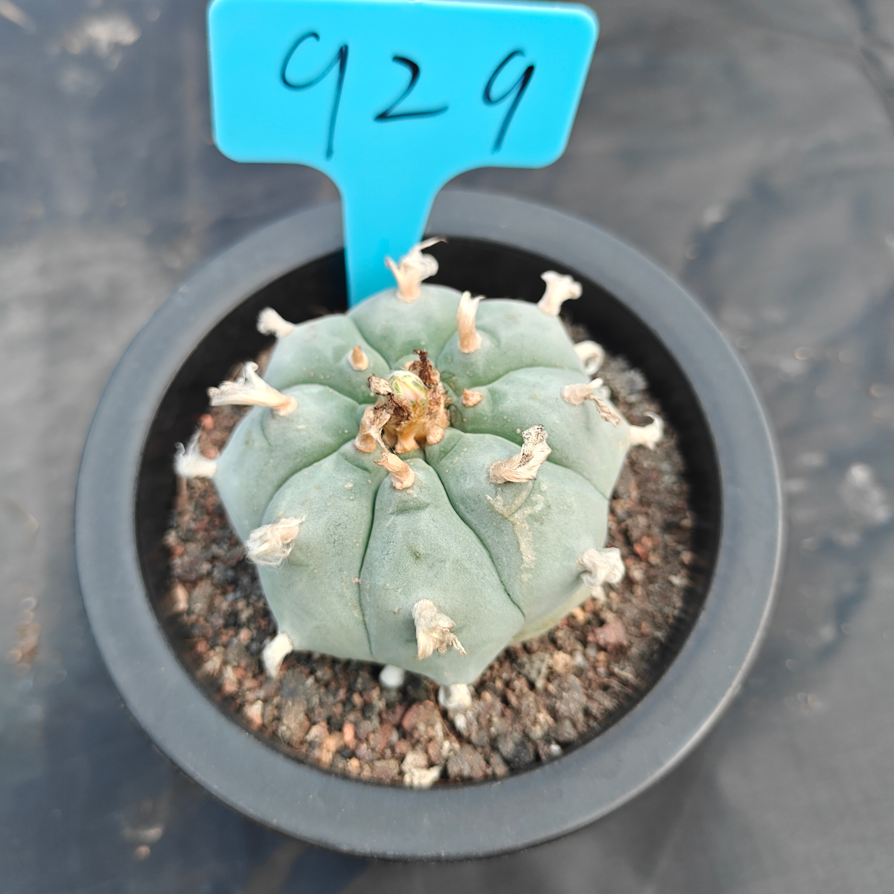 6cm（WYSIWYG）Lophophora williamsii spirochete（Japanese white）6-8 years old Number 929