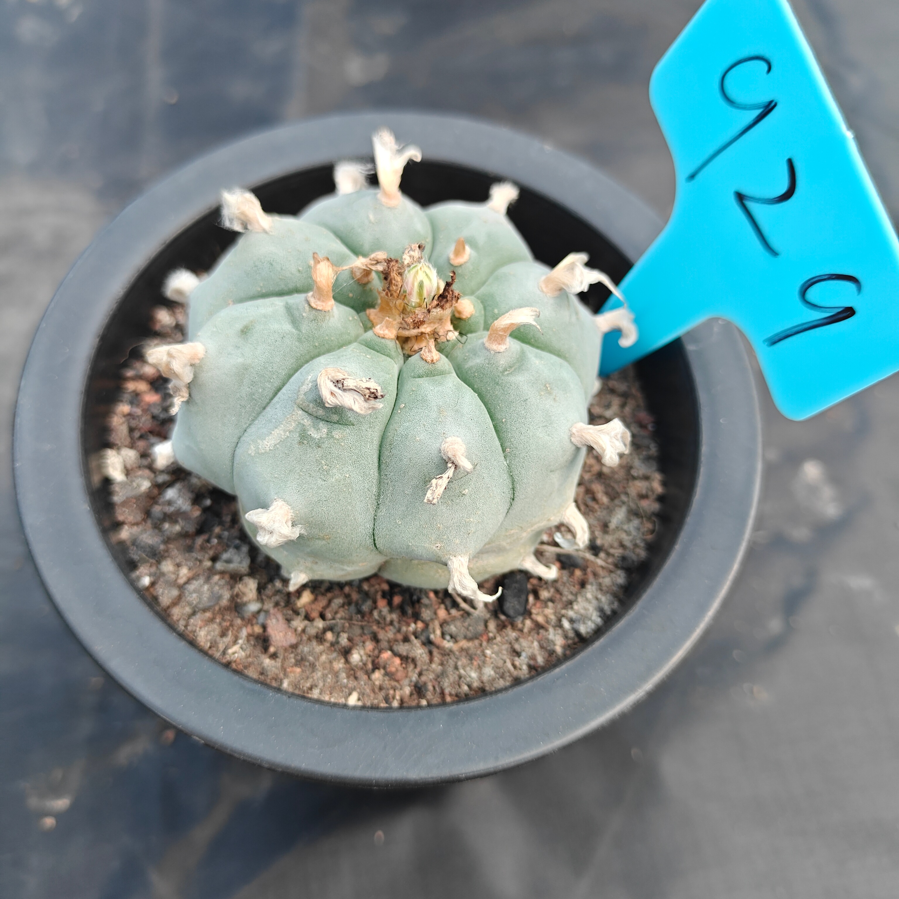 6cm（WYSIWYG）Lophophora williamsii spirochete（Japanese white）6-8 years old Number 929