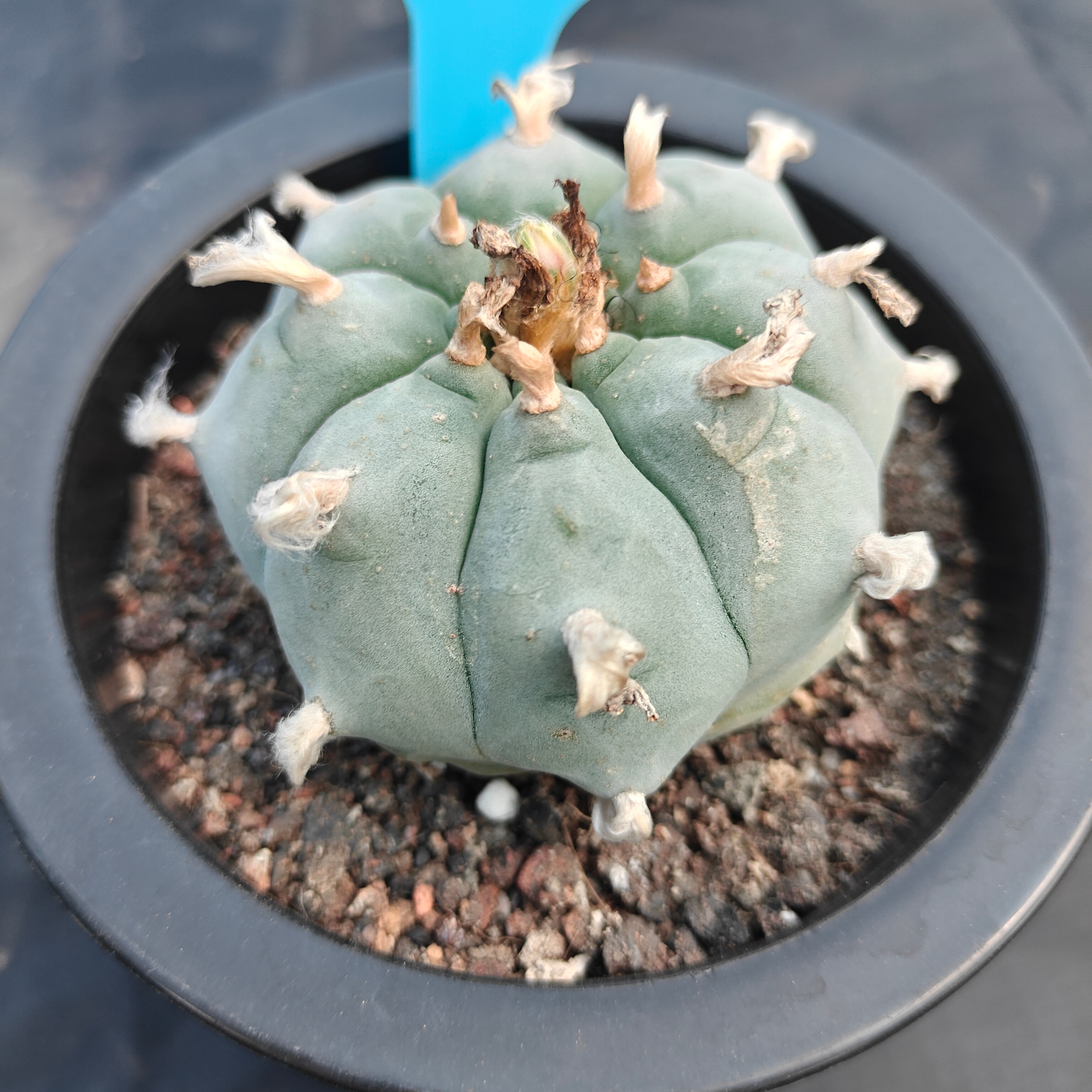 6cm（WYSIWYG）Lophophora williamsii spirochete（Japanese white）6-8 years old Number 929