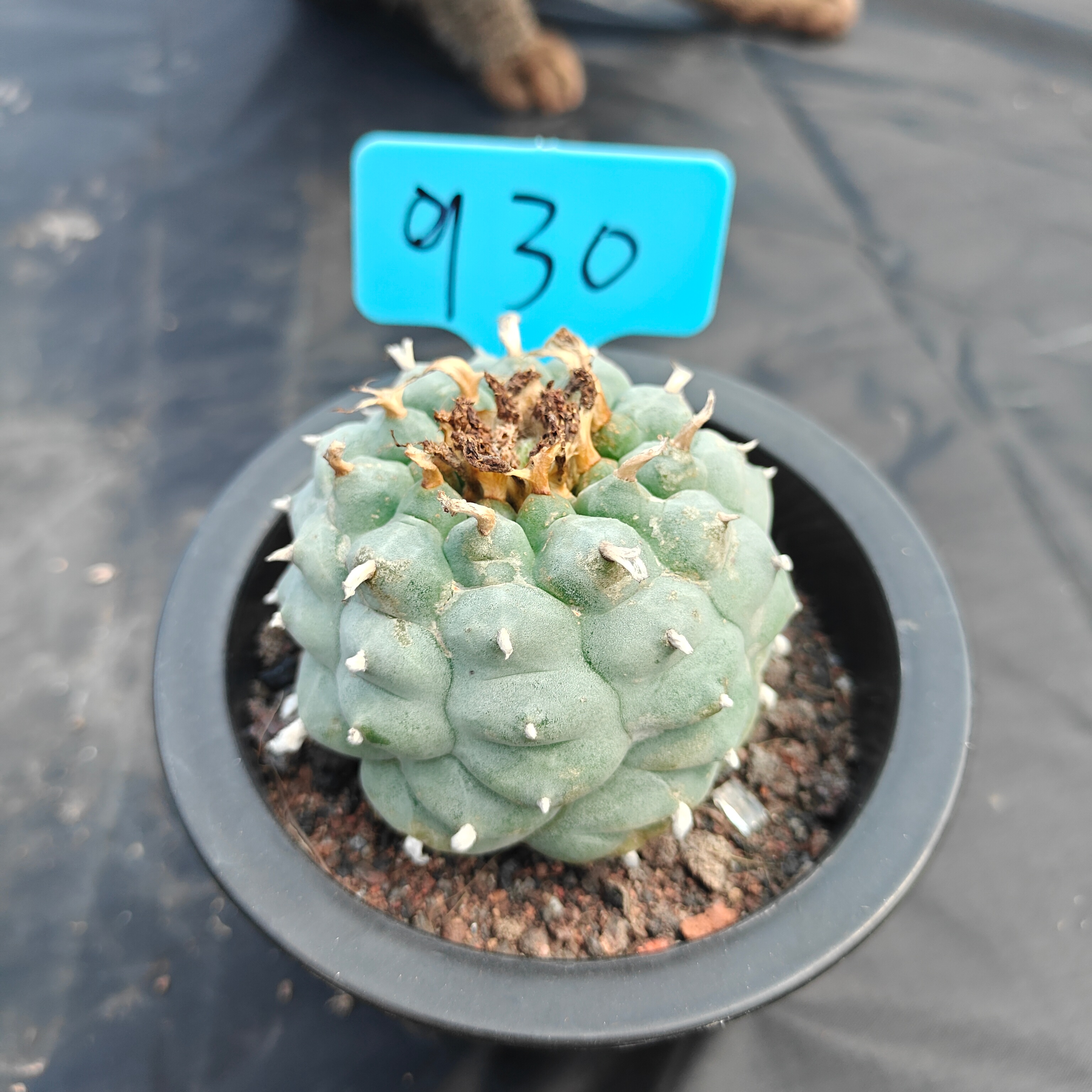 7cm（WYSIWYG）Lophophora williamsii spirochete（Japanese white）6-8 years old Number 930