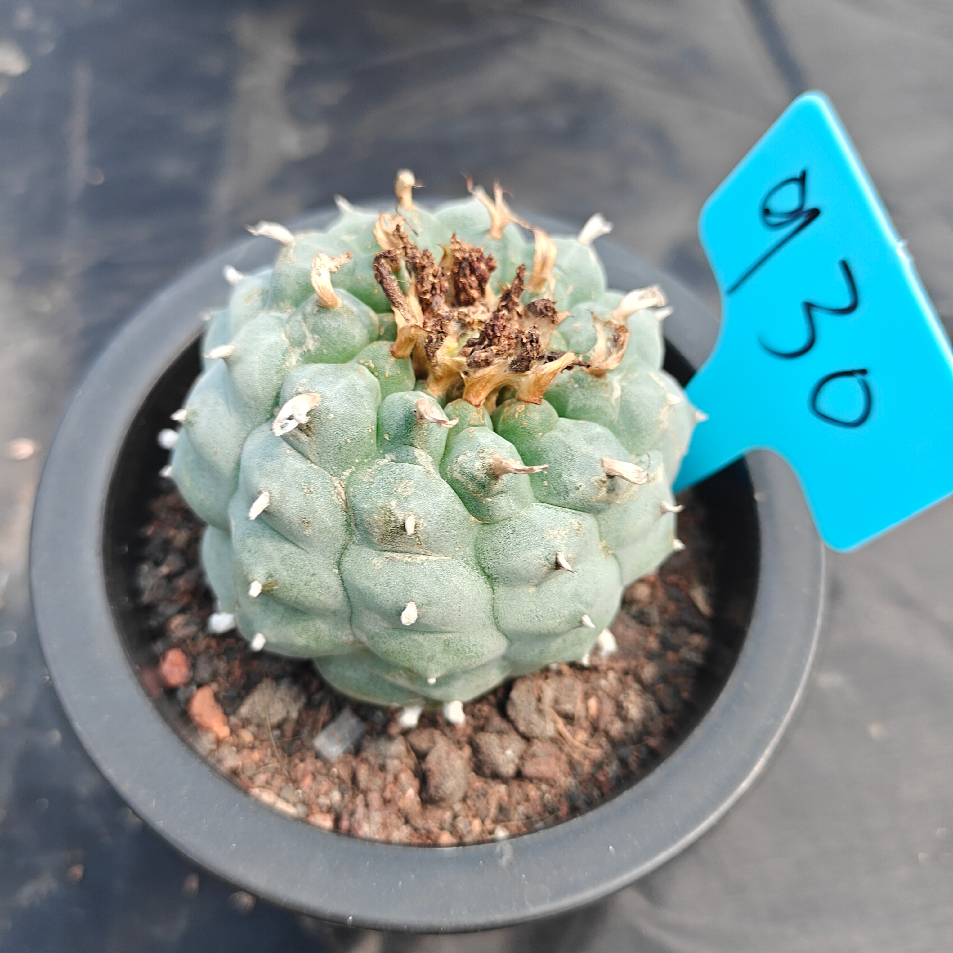 7cm（WYSIWYG）Lophophora williamsii spirochete（Japanese white）6-8 years old Number 930