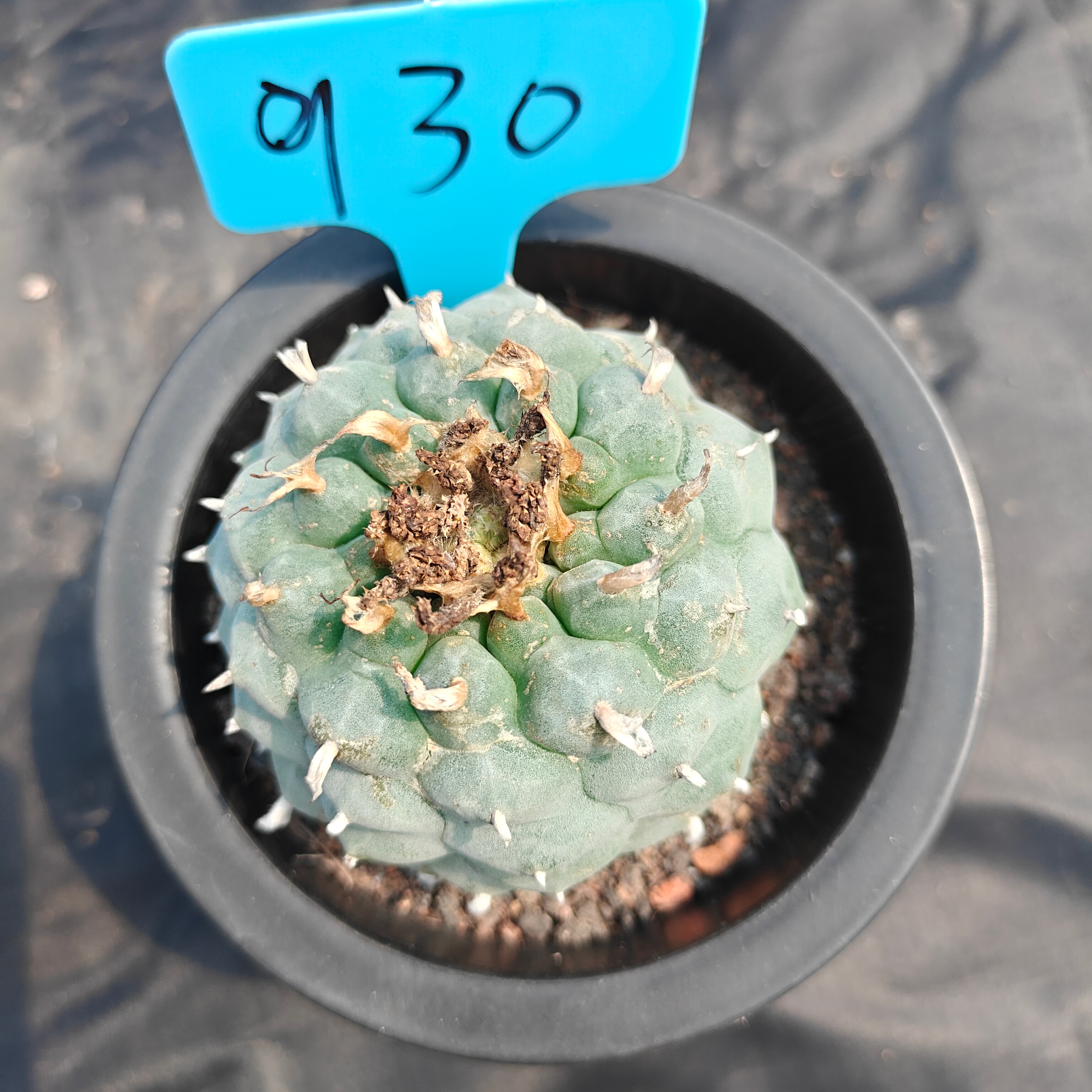 7cm（WYSIWYG）Lophophora williamsii spirochete（Japanese white）6-8 years old Number 930