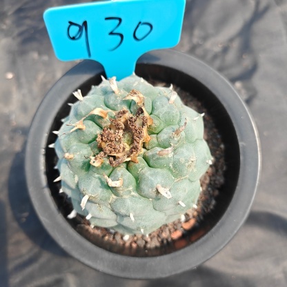 7cm（WYSIWYG）Lophophora williamsii spirochete（Japanese white）6-8 years old Number 930