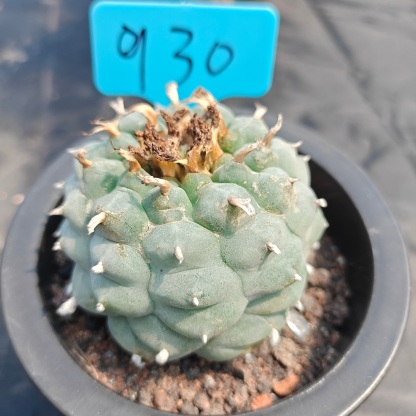 7cm（WYSIWYG）Lophophora williamsii spirochete（Japanese white）6-8 years old Number 930