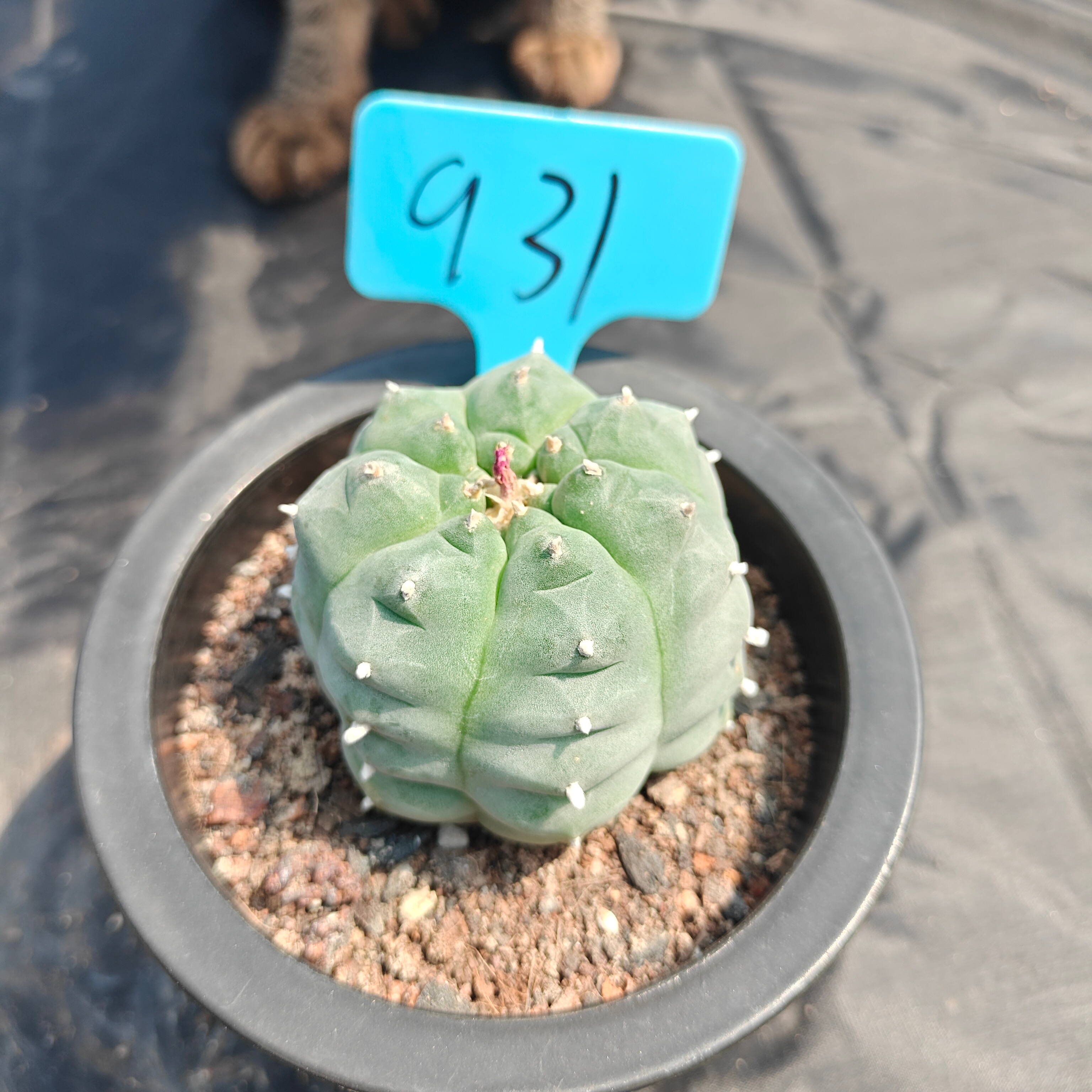 7cm（WYSIWYG）Lophophora williamsii spirochete（Japanese white）6-8 years old Number 931