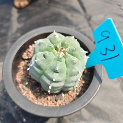 7cm（WYSIWYG）Lophophora williamsii spirochete（Japanese white）6-8 years old Number 931