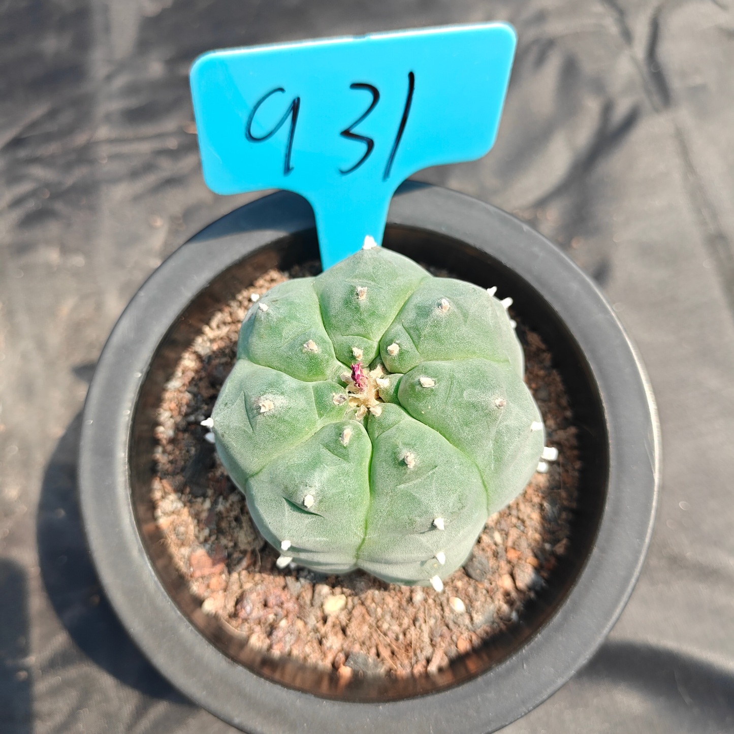 7cm（WYSIWYG）Lophophora williamsii spirochete（Japanese white）6-8 years old Number 931